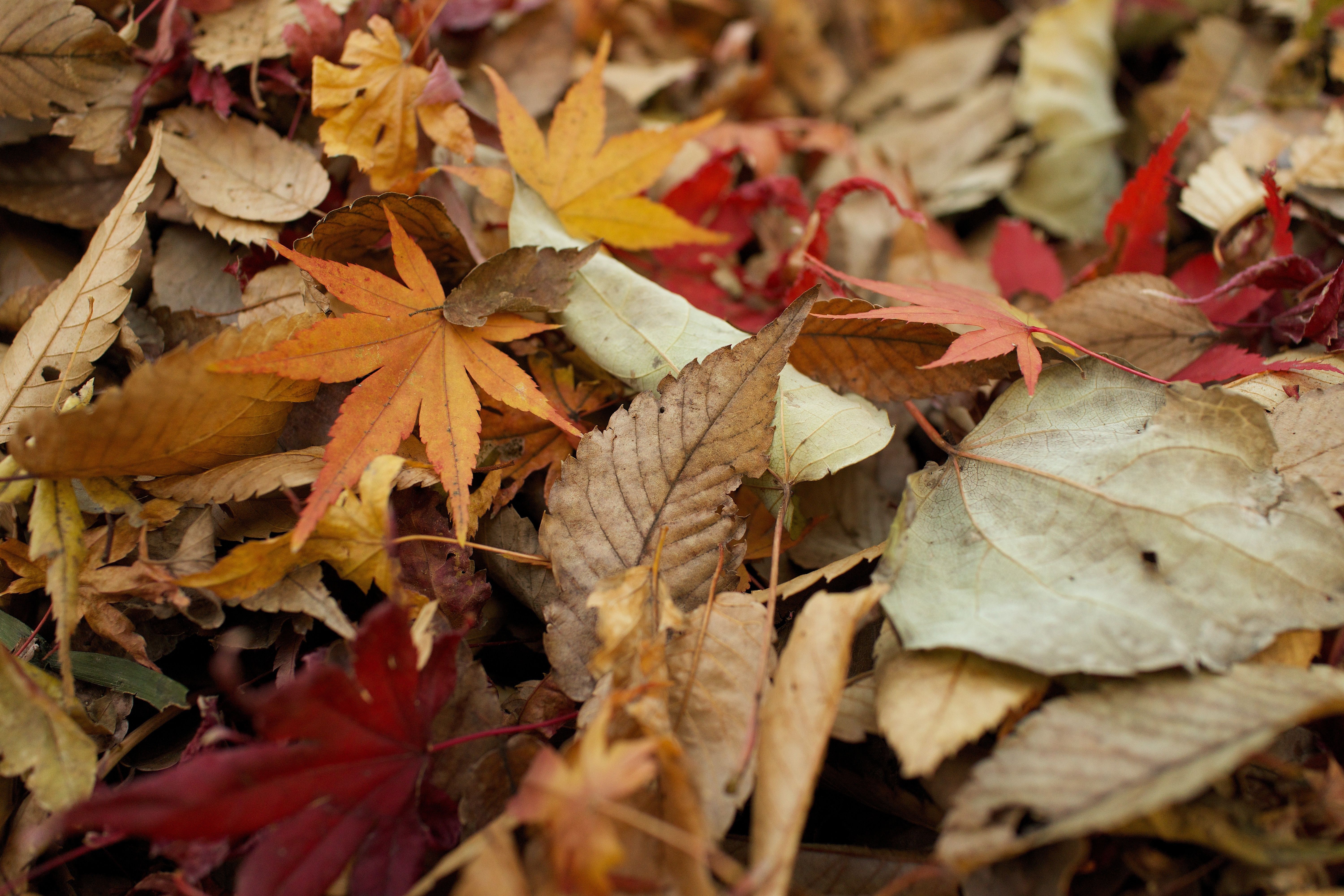 Autumn Leaves Hd Wallpapers