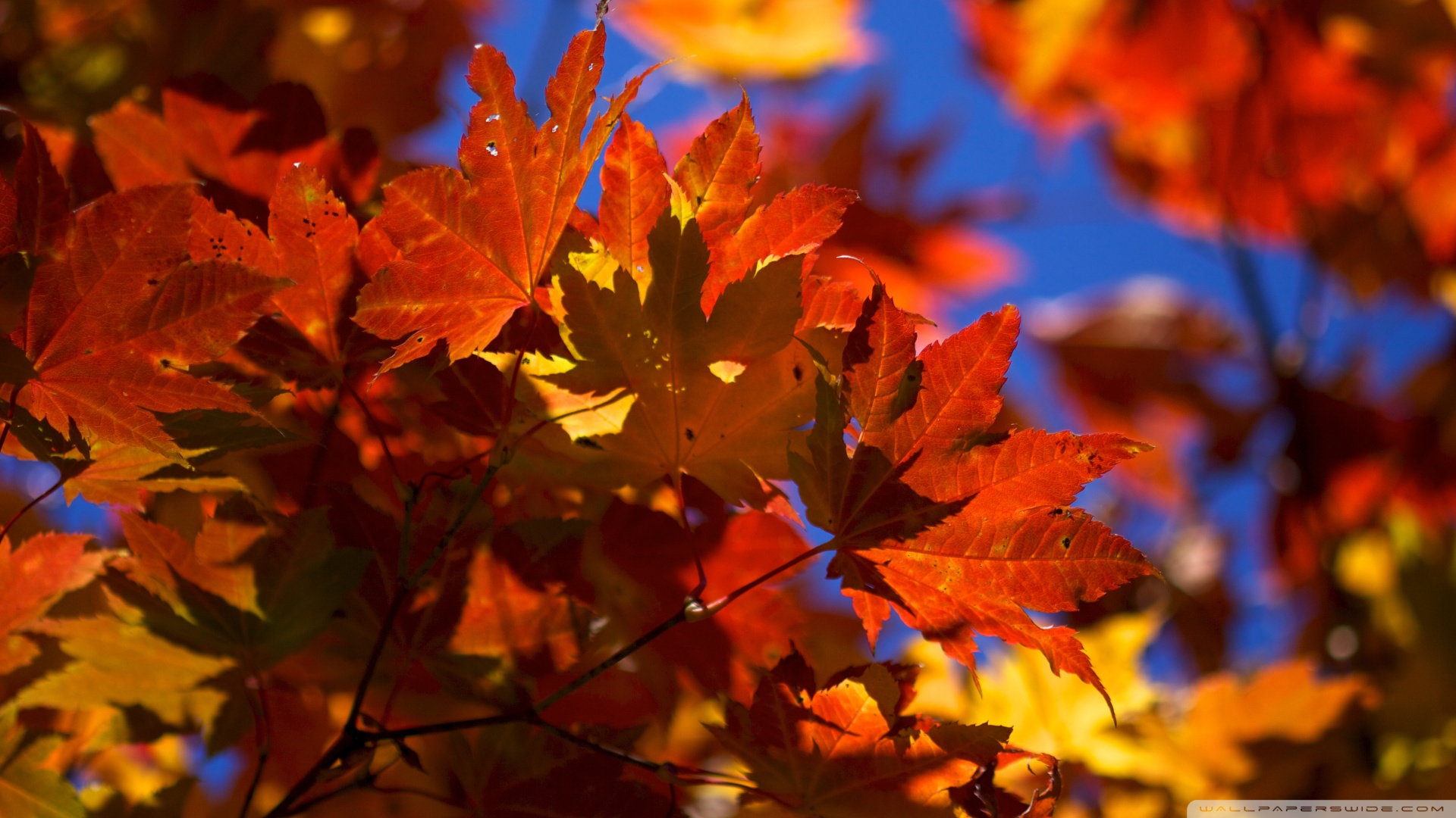 Autumn Leaves Hd Wallpapers