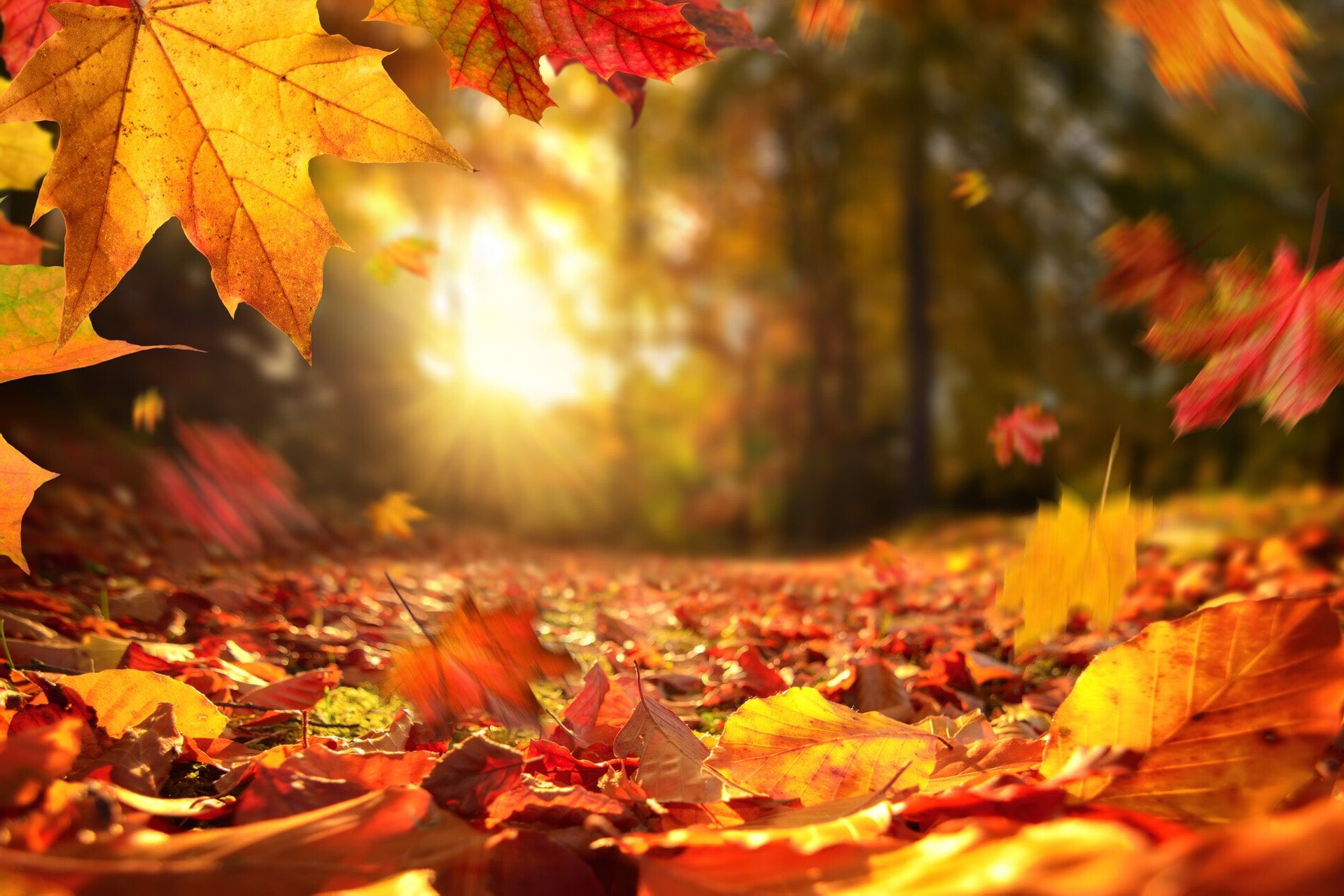 Autumn Leaves Hd Wallpapers