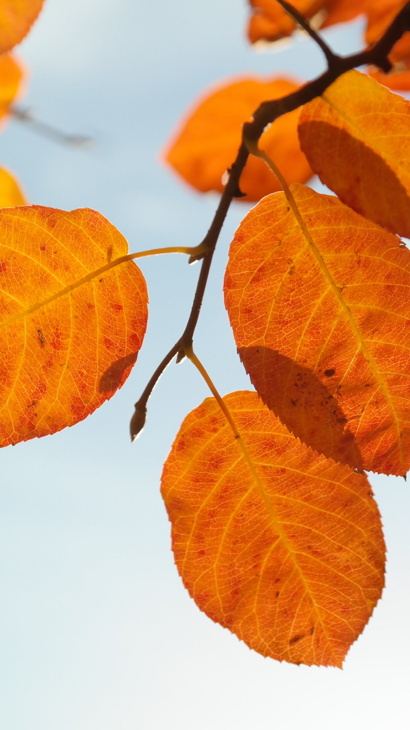 Autumn Leaves Hd Wallpapers