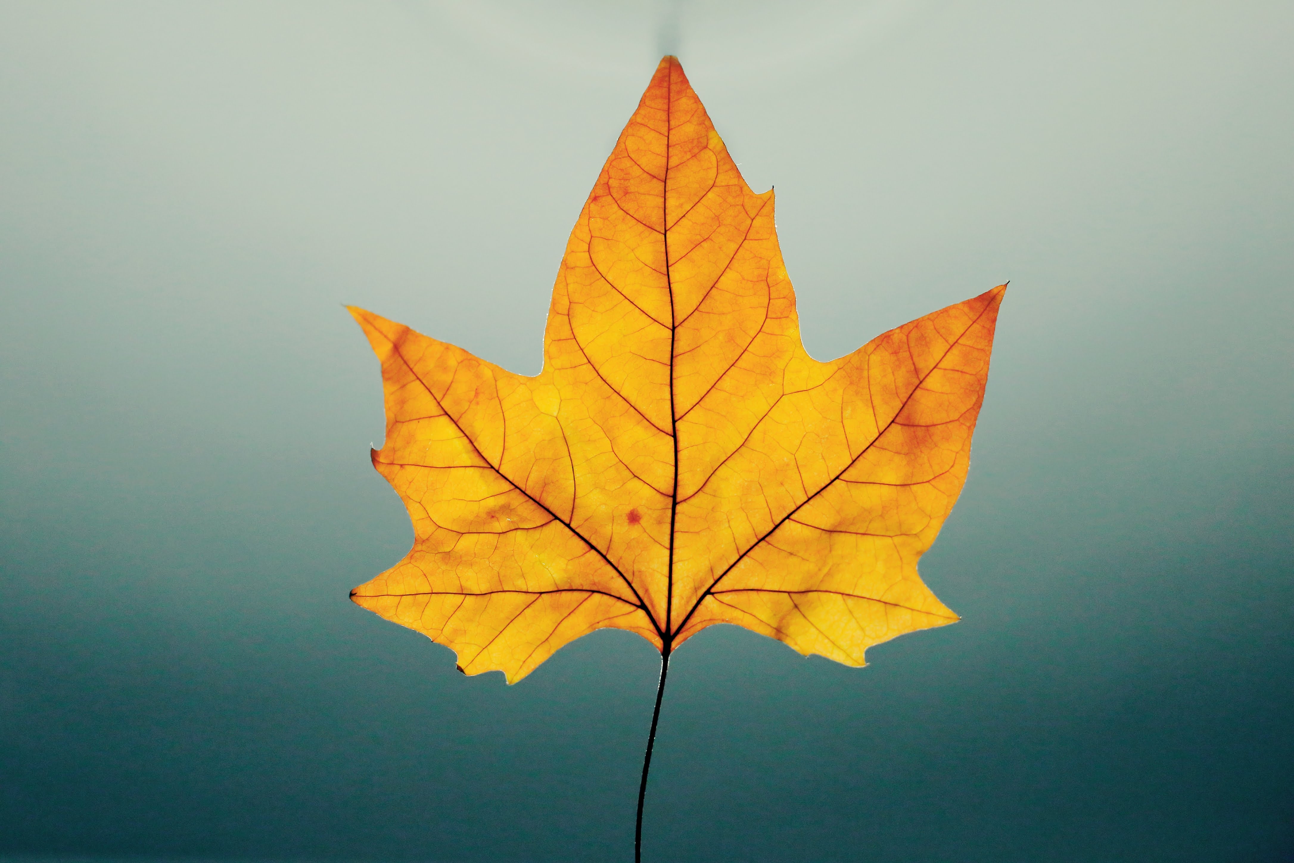 Autumn Leaves Hd Wallpapers