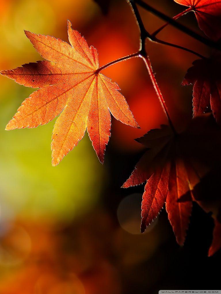 Autumn Leaves Hd Wallpapers