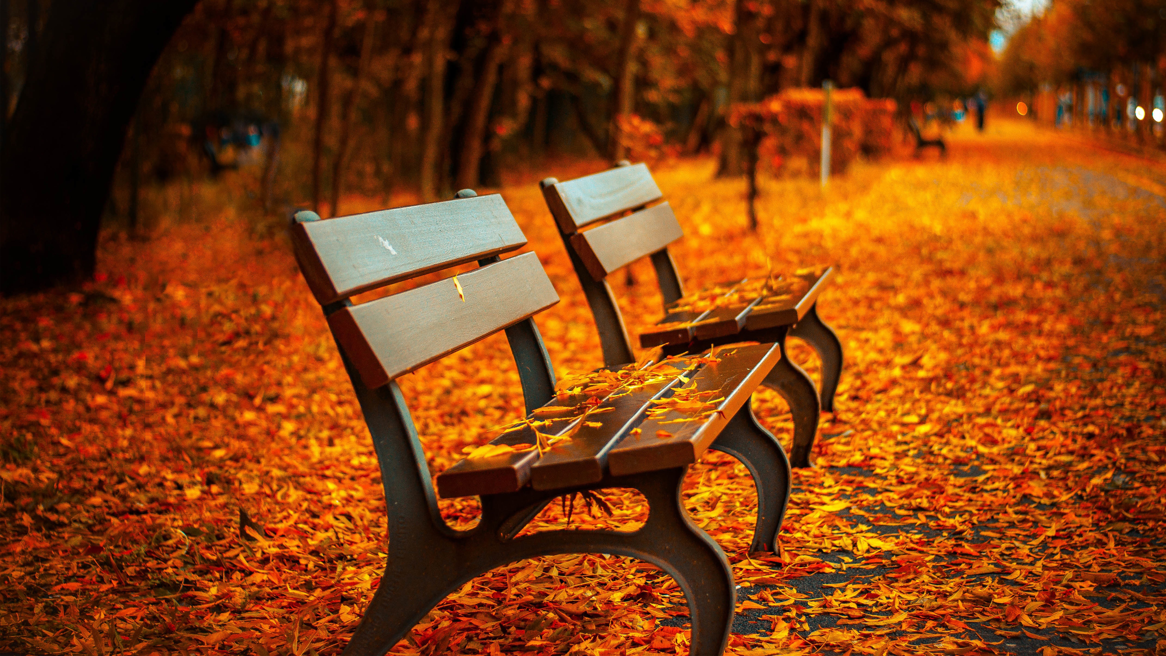 Autumn Leaves Hd Wallpapers