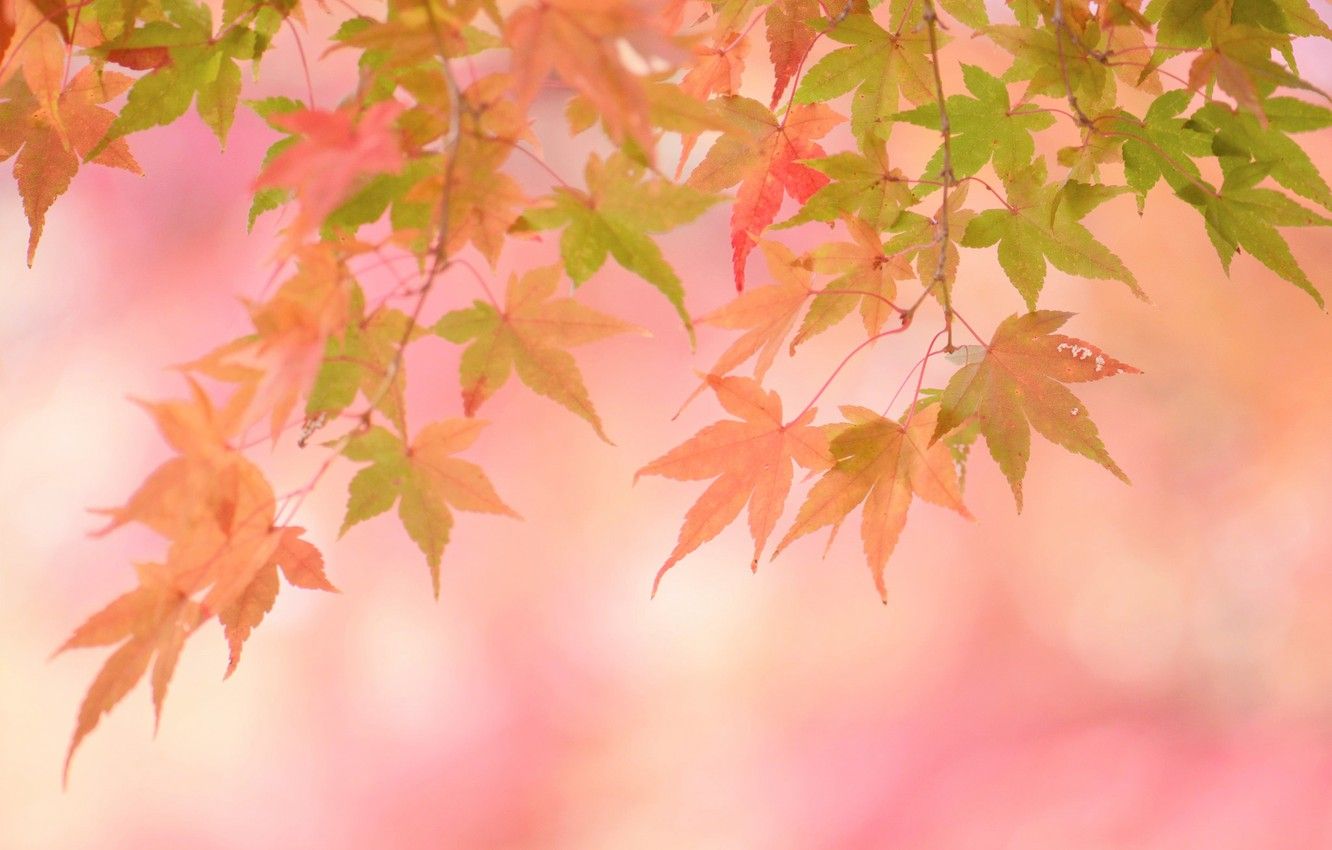 Autumn Leaves Pink Colour Wallpapers