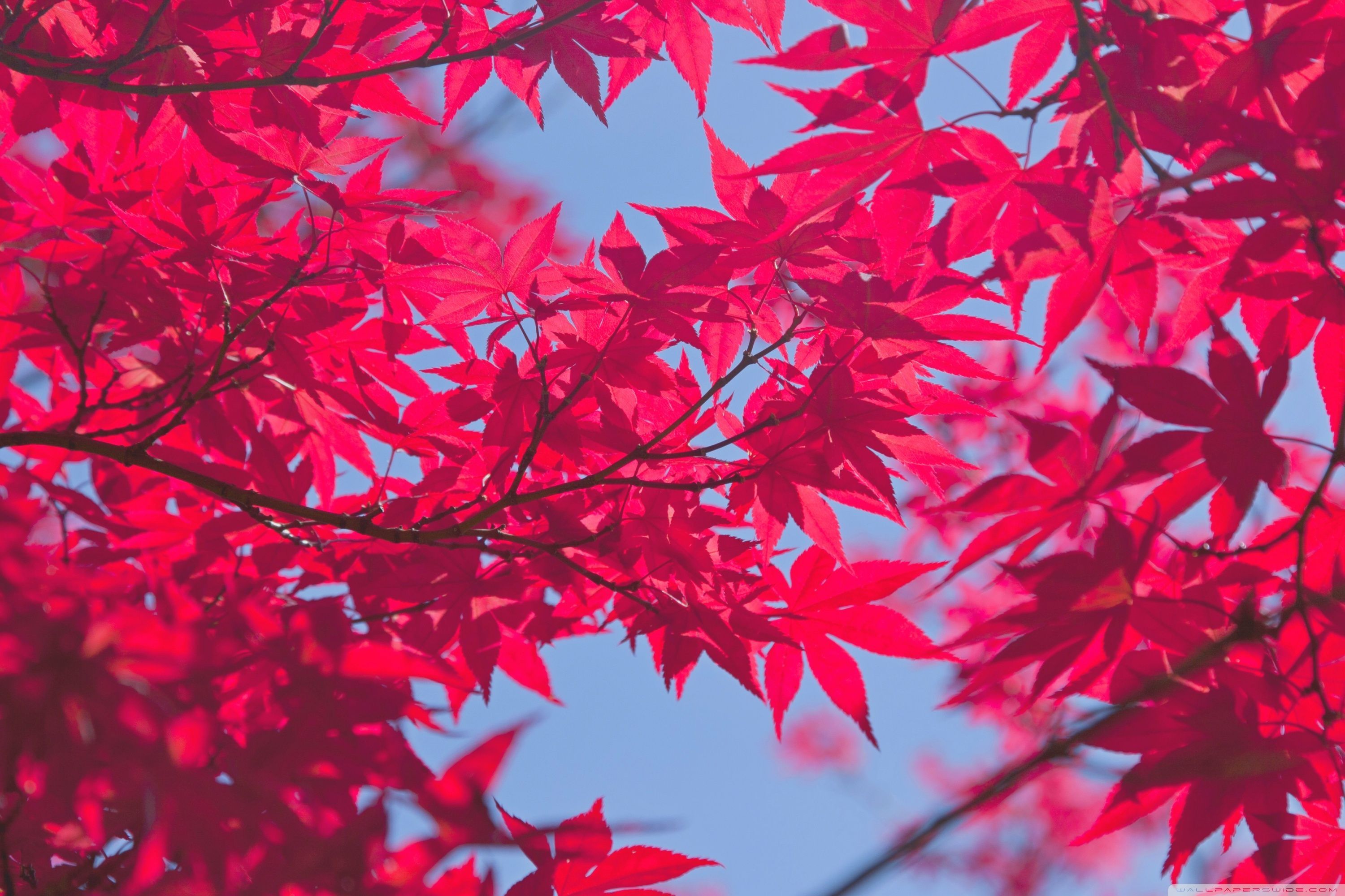 Autumn Leaves Pink Colour Wallpapers