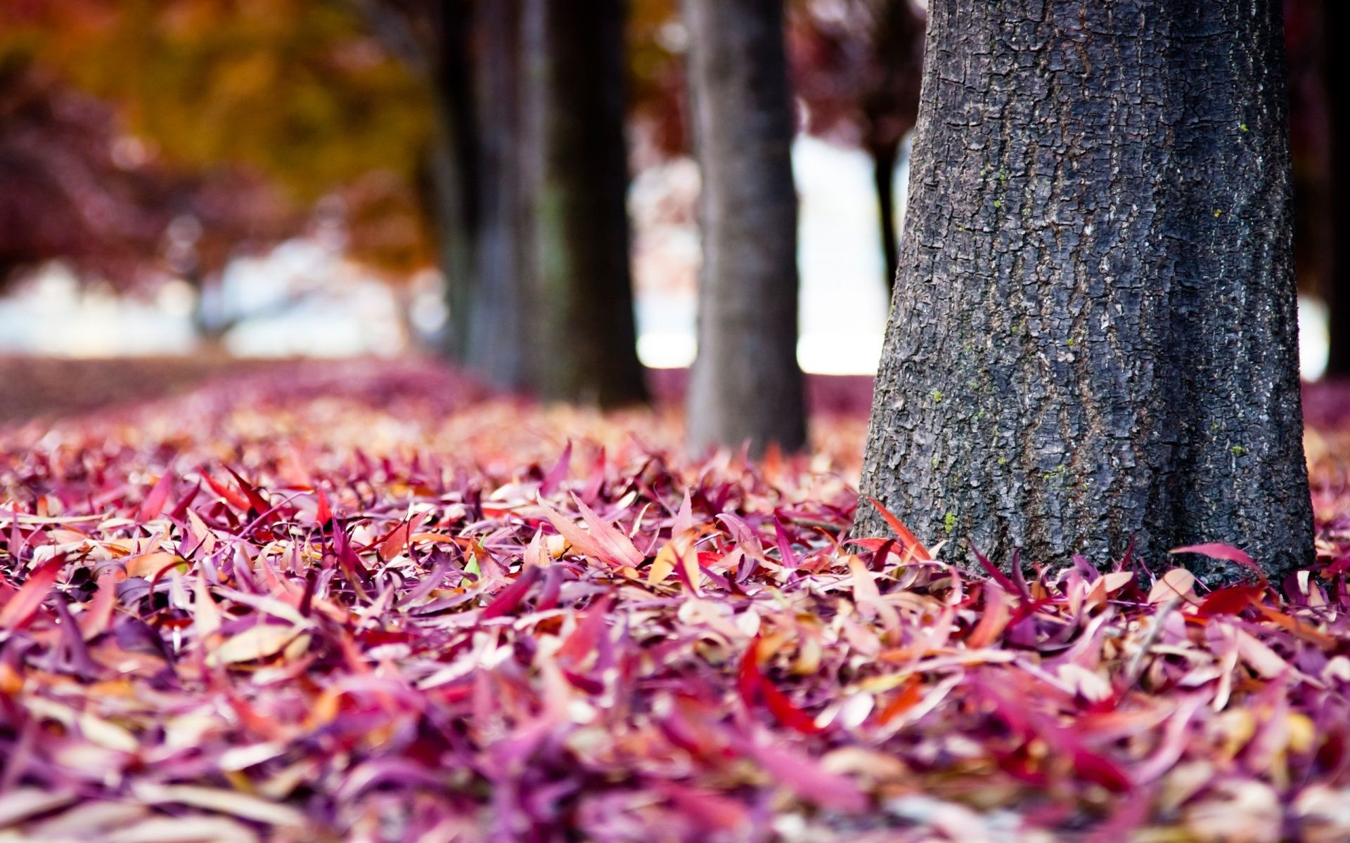 Autumn Leaves Pink Colour Wallpapers