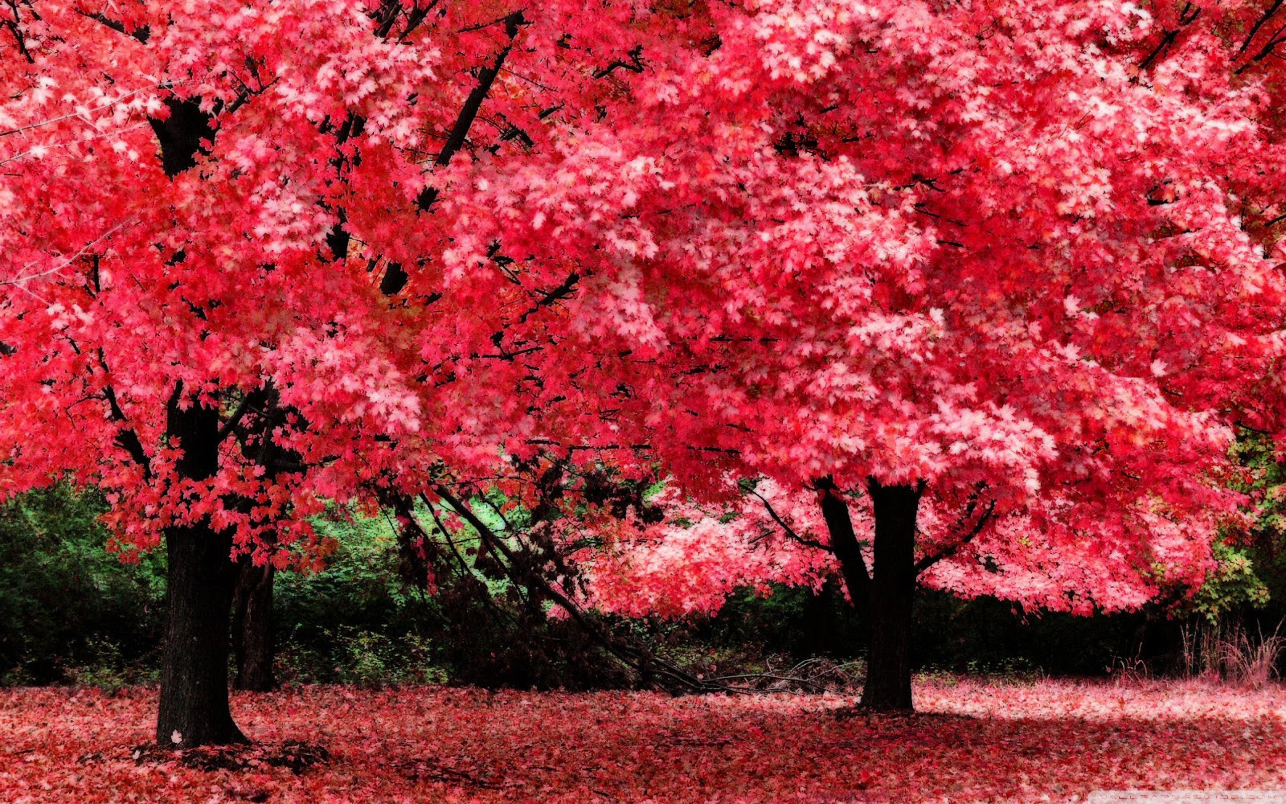 Autumn Leaves Pink Colour Wallpapers