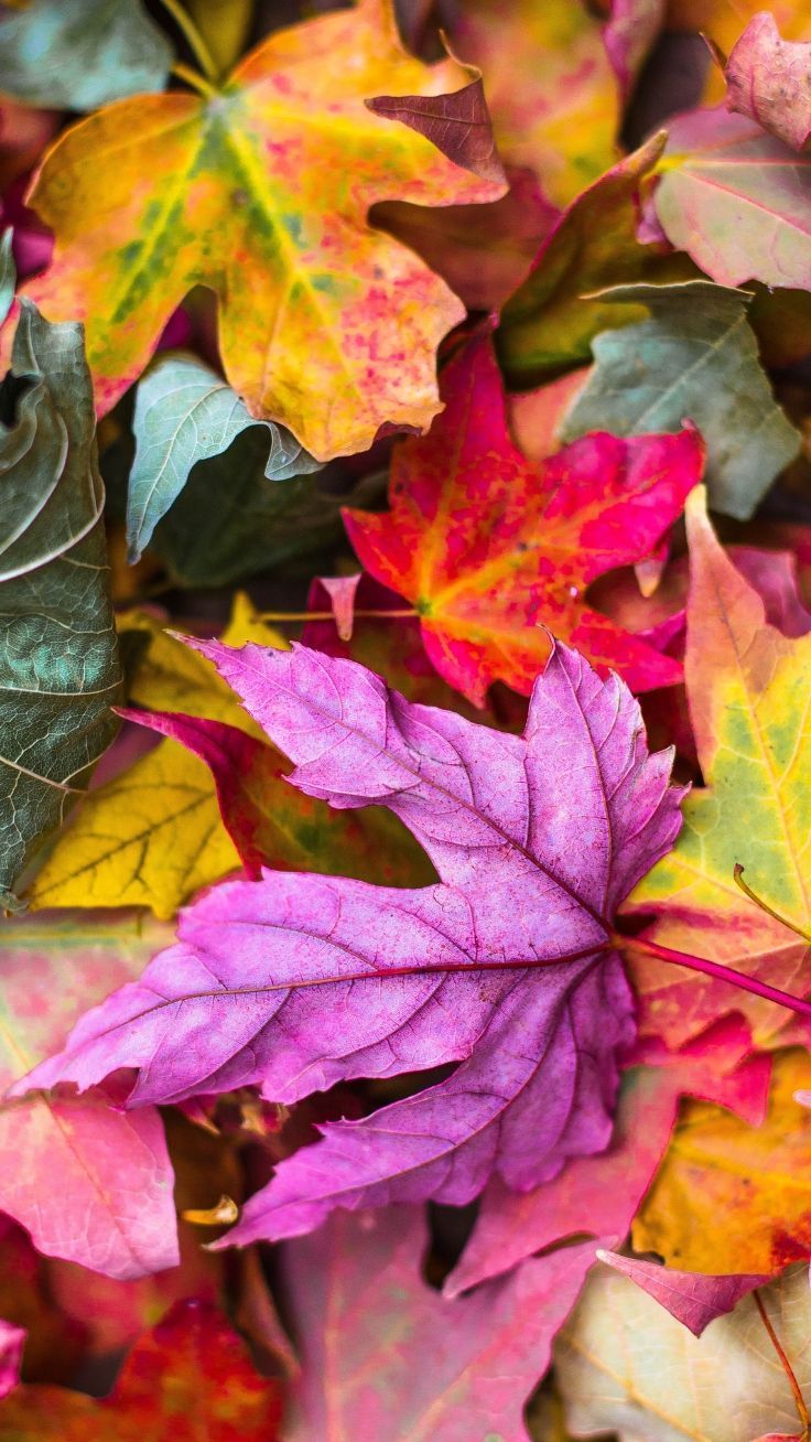 Autumn Leaves Pink Colour Wallpapers