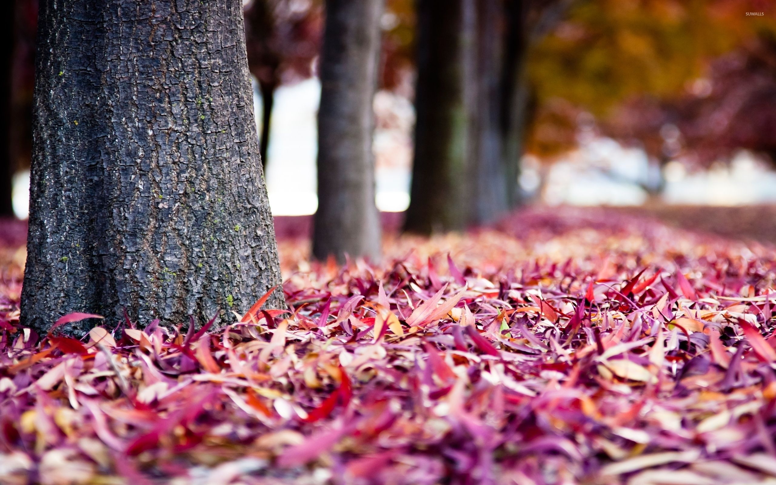 Autumn Leaves Pink Colour Wallpapers