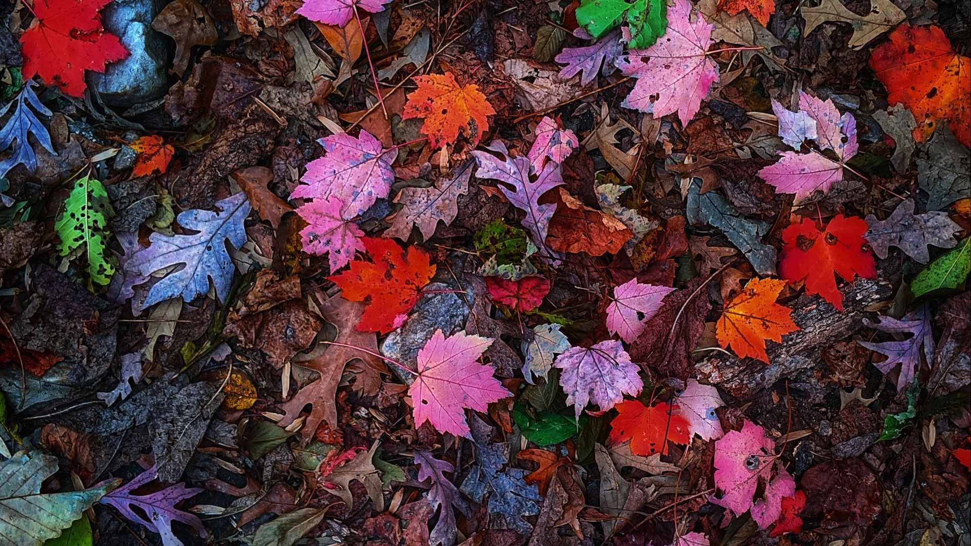 Autumn Leaves Pink Colour Wallpapers