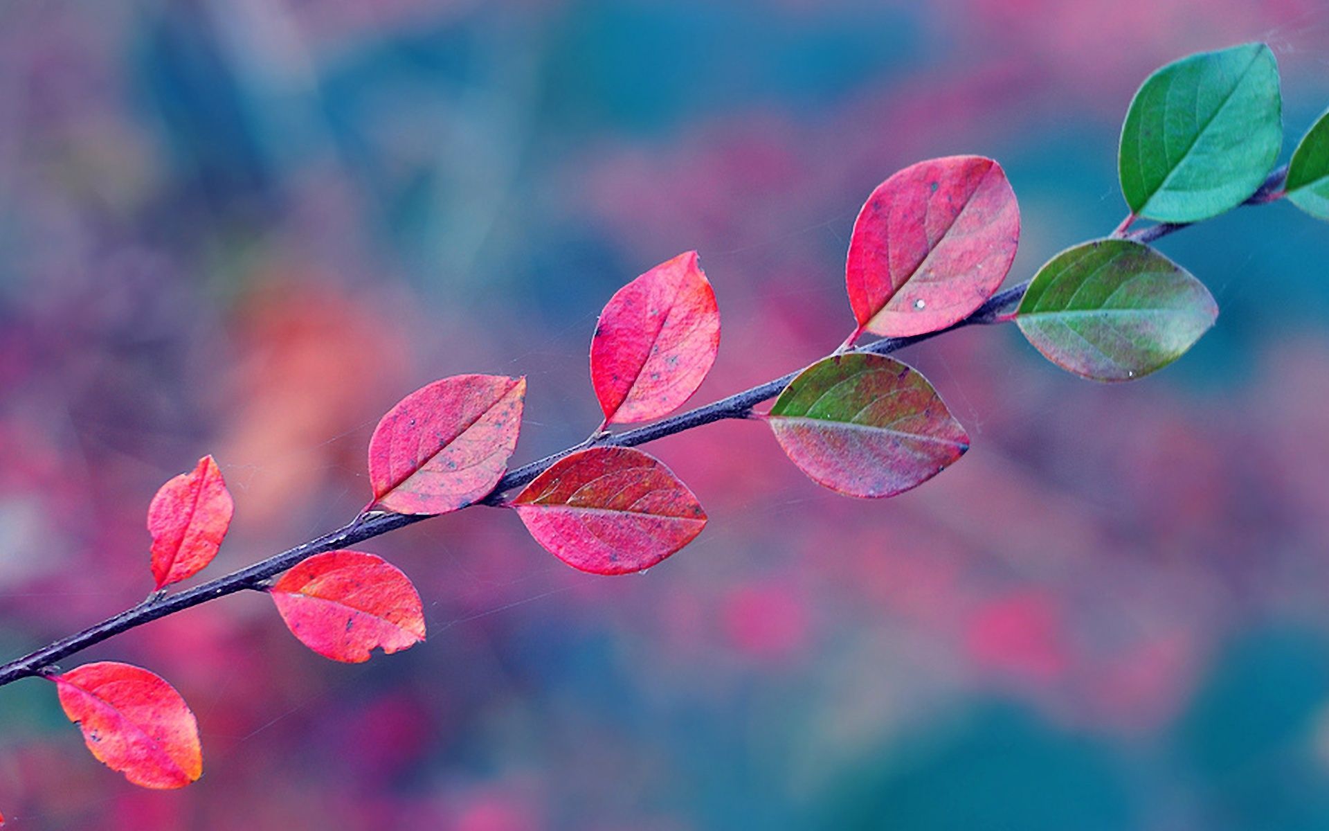 Autumn Leaves Pink Colour Wallpapers