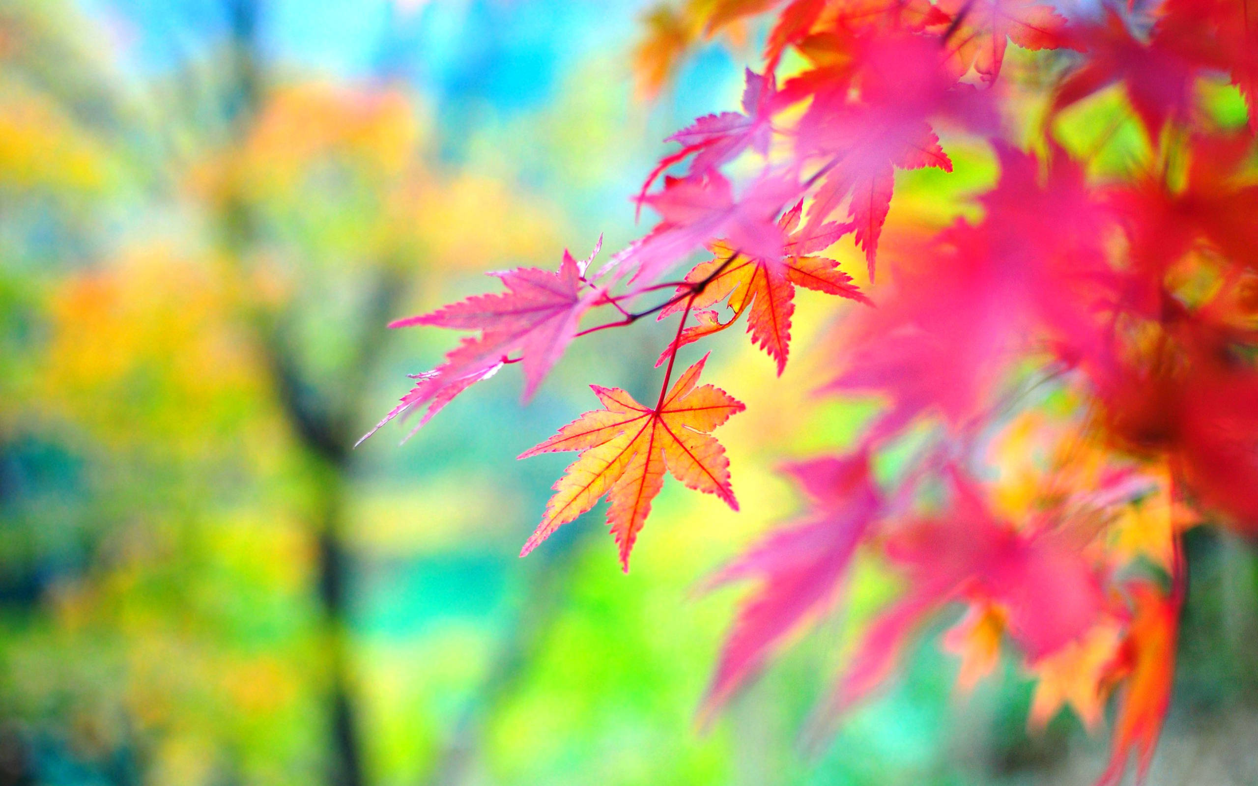 Autumn Leaves Pink Colour Wallpapers