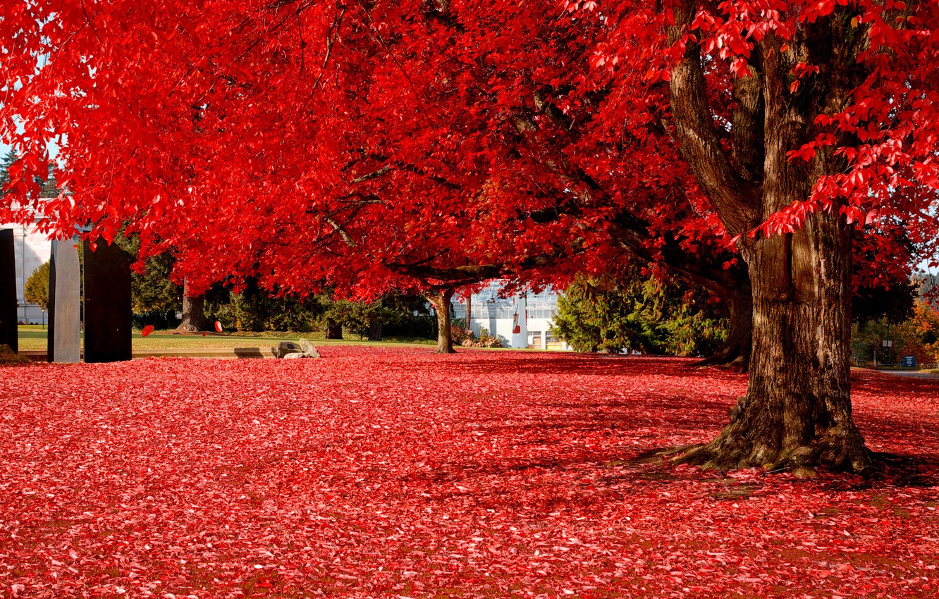 Autumn Leaves Pink Colour Wallpapers