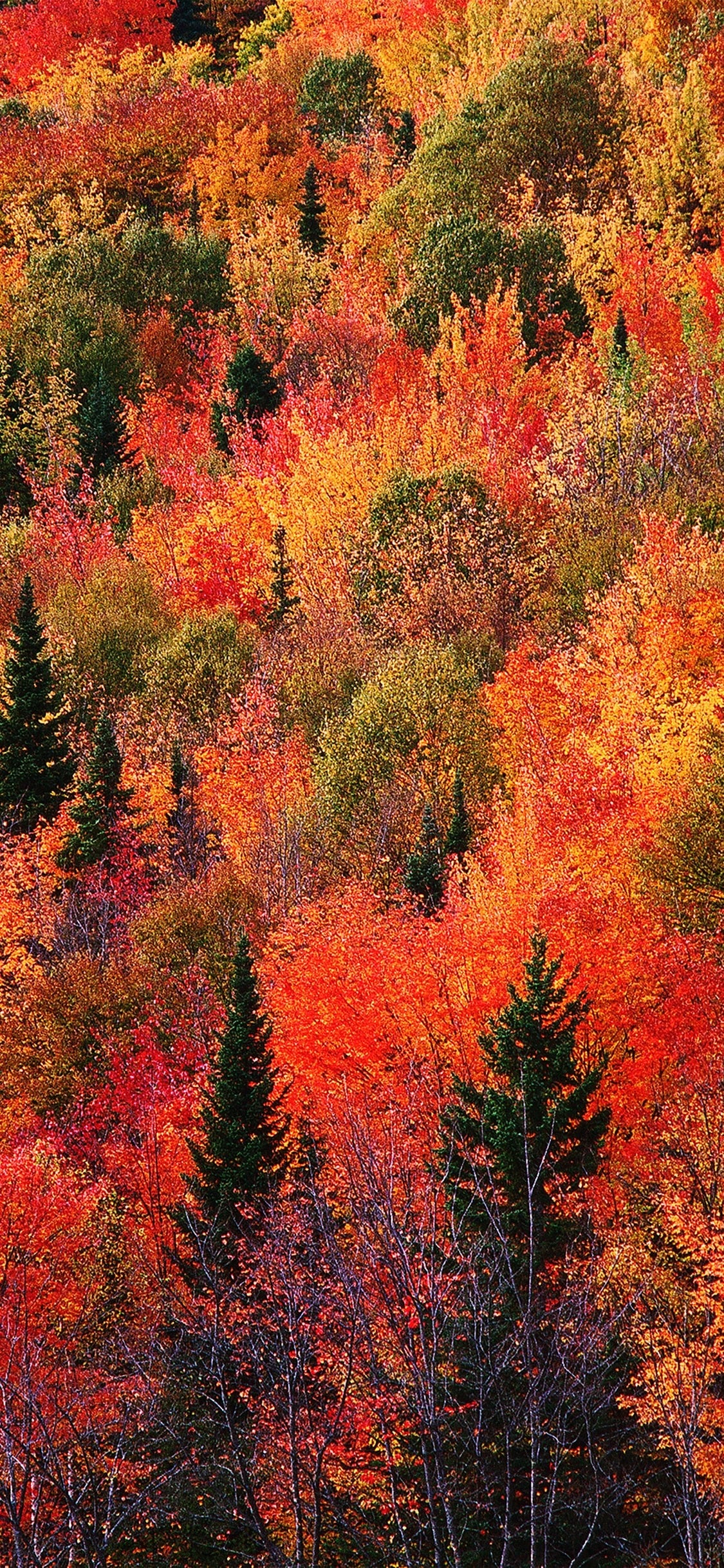 Autumn Mobile Wallpapers