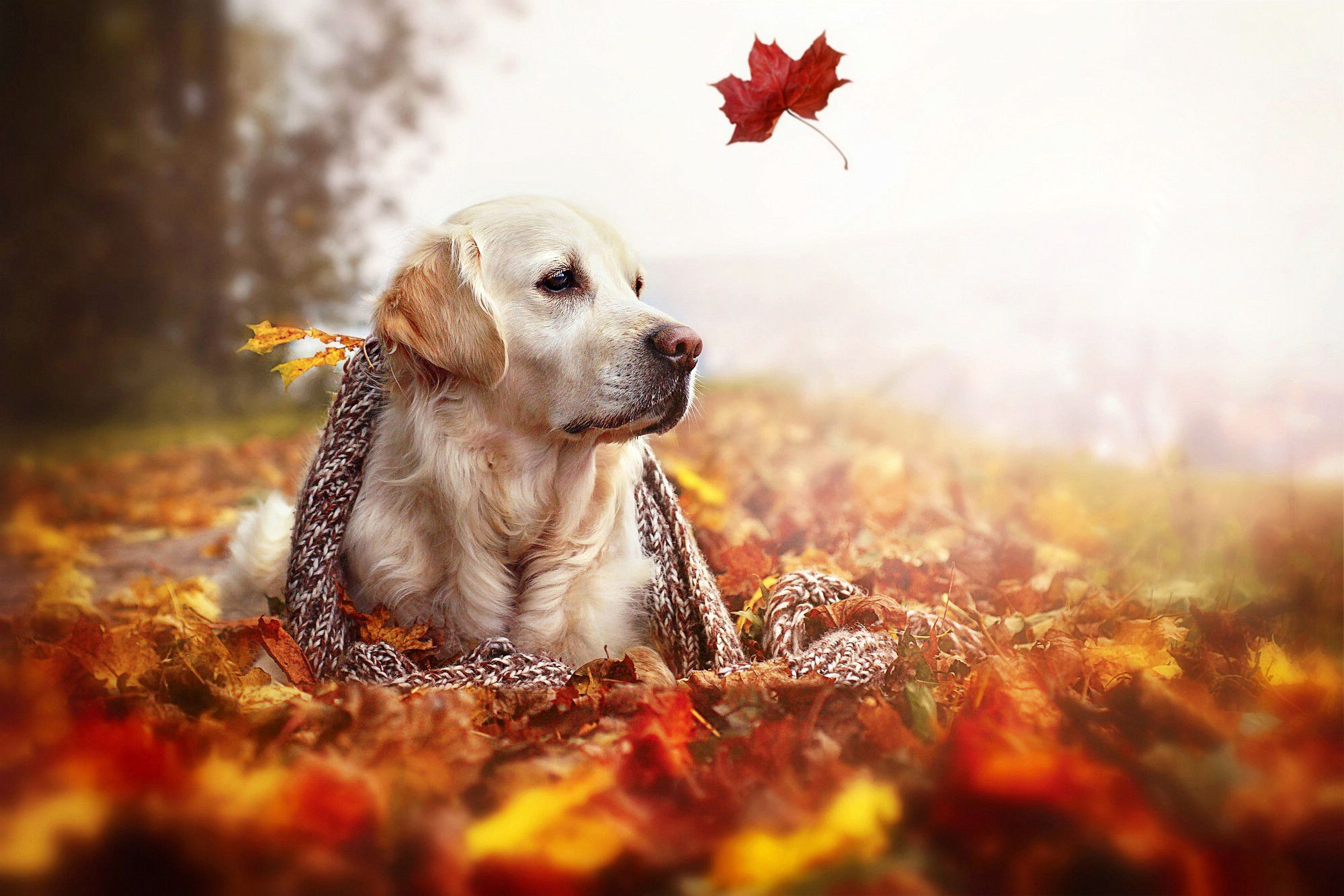 Autumn Pets Desktop Wallpapers