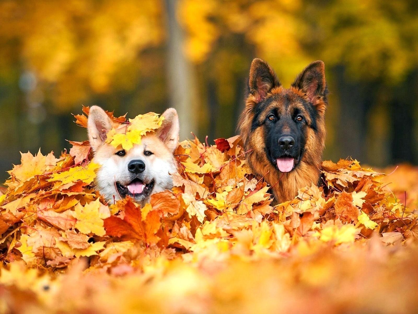 Autumn Pets Desktop Wallpapers