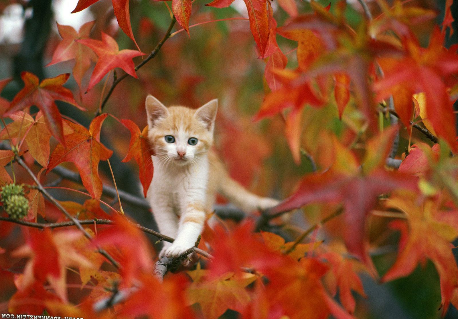 Autumn Pets Desktop Wallpapers