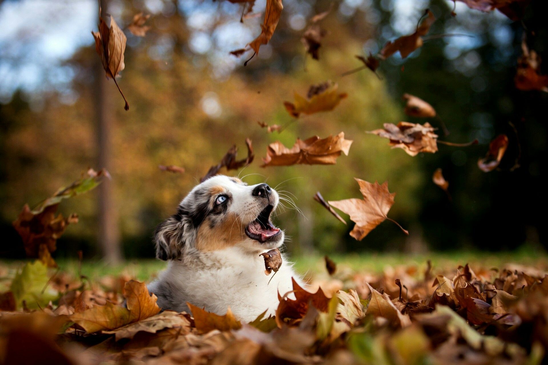 Autumn Pets Desktop Wallpapers