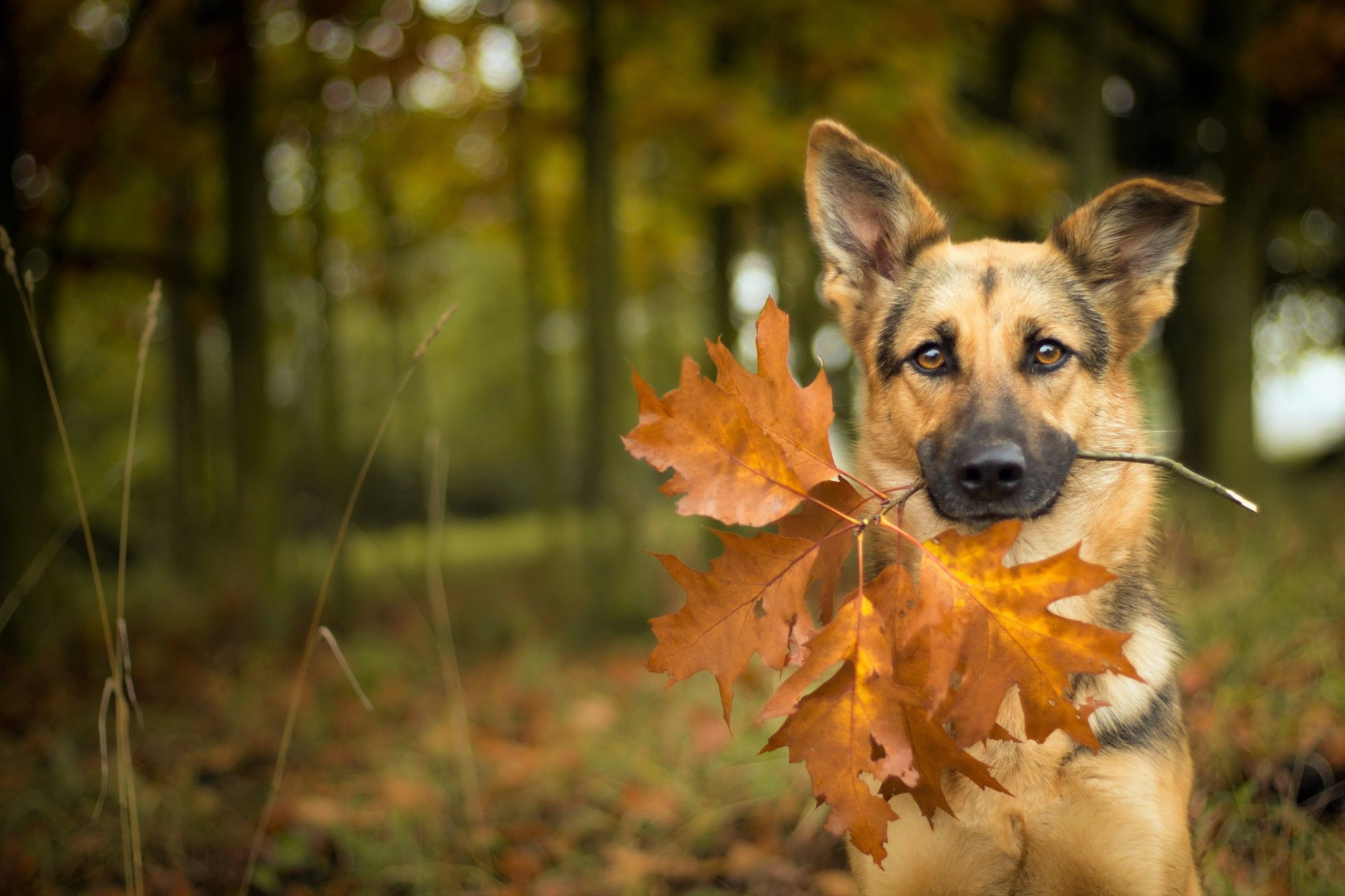 Autumn Pets Desktop Wallpapers