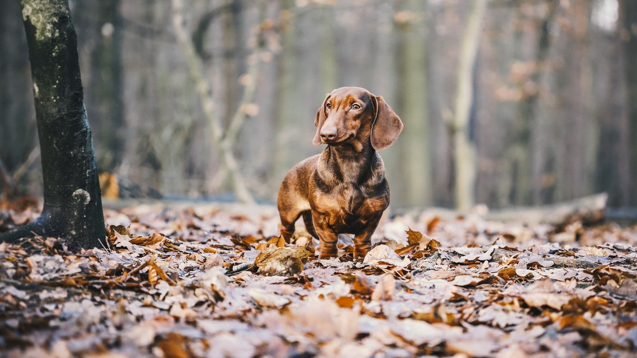 Autumn Pets Desktop Wallpapers