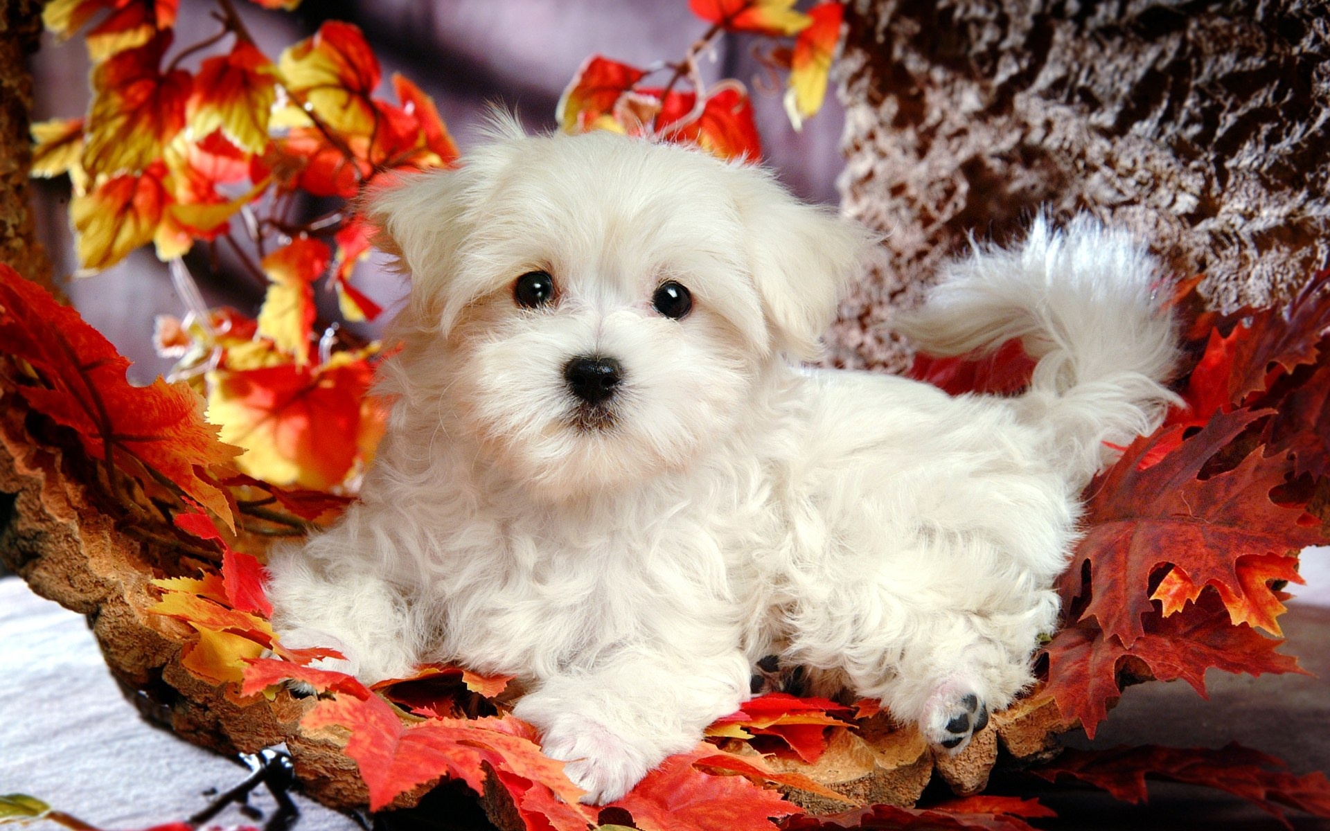 Autumn Pets Desktop Wallpapers