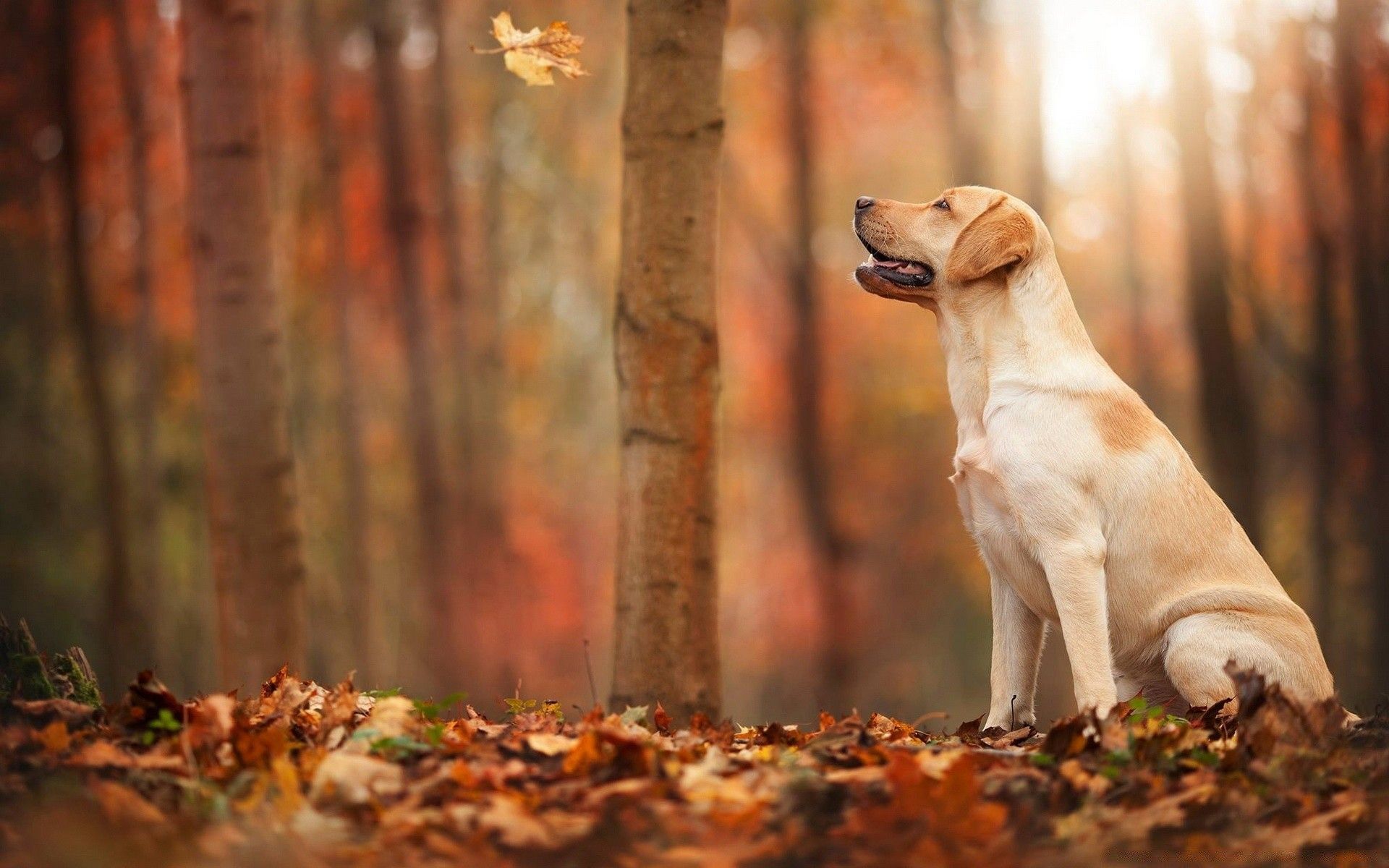 Autumn Pets Desktop Wallpapers