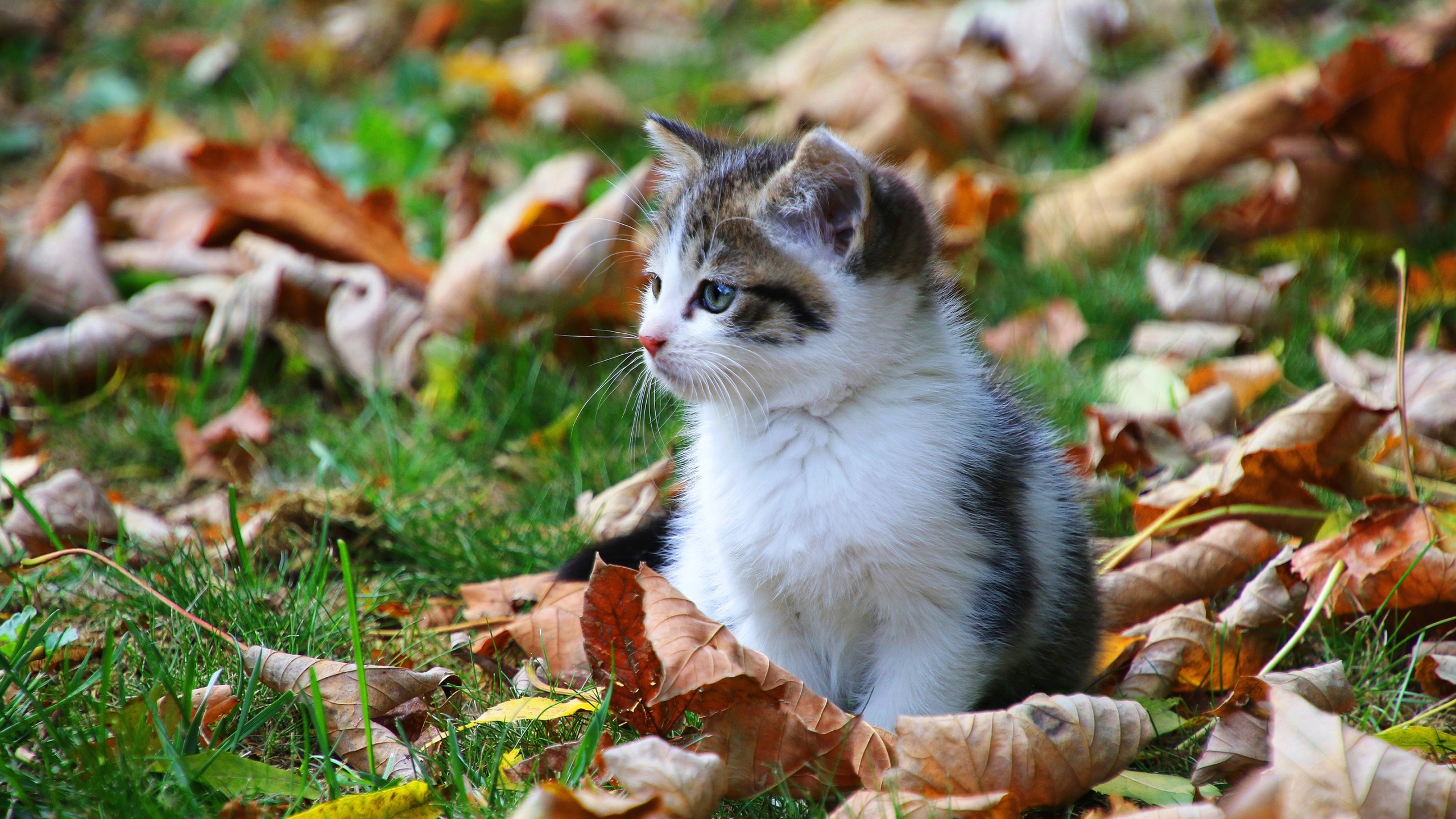 Autumn Pets Desktop Wallpapers