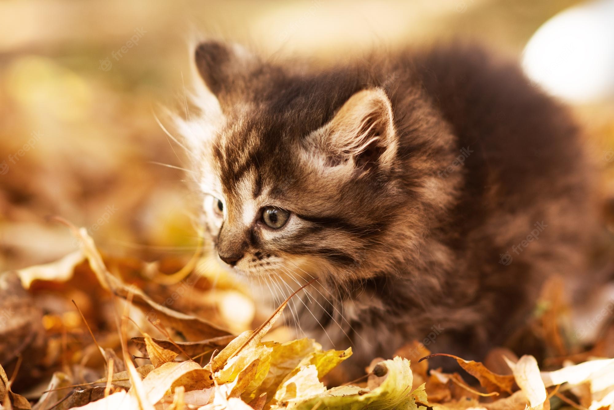 Autumn Pets Desktop Wallpapers