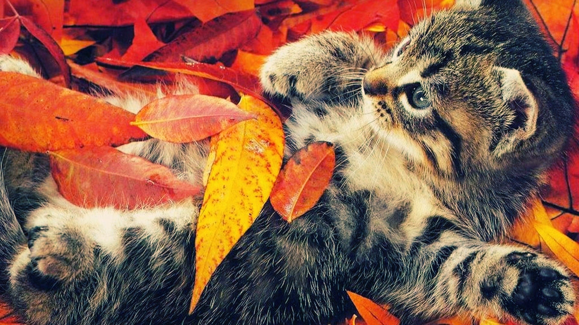 Autumn Pets Desktop Wallpapers