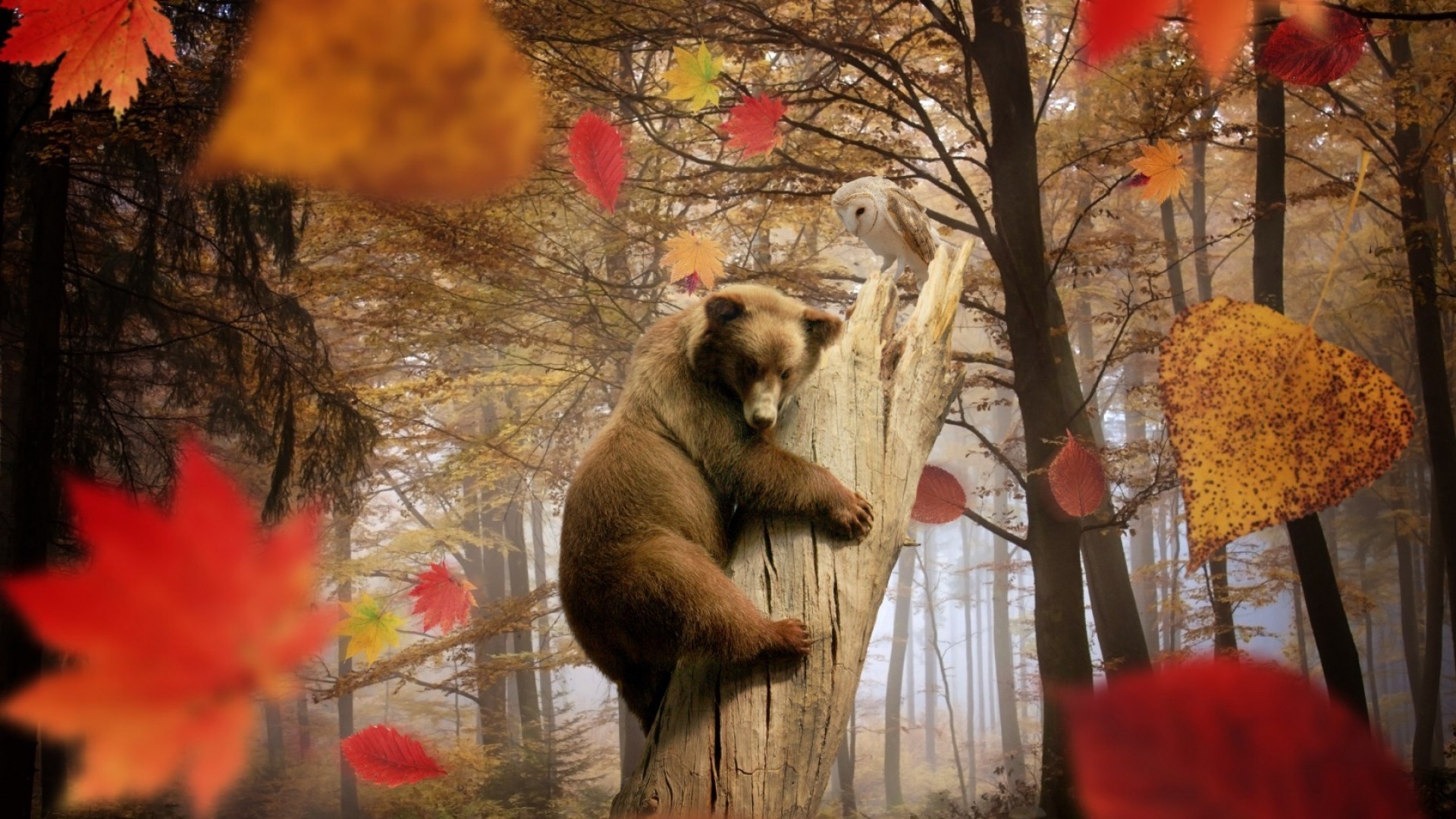 Autumn Pets Desktop Wallpapers