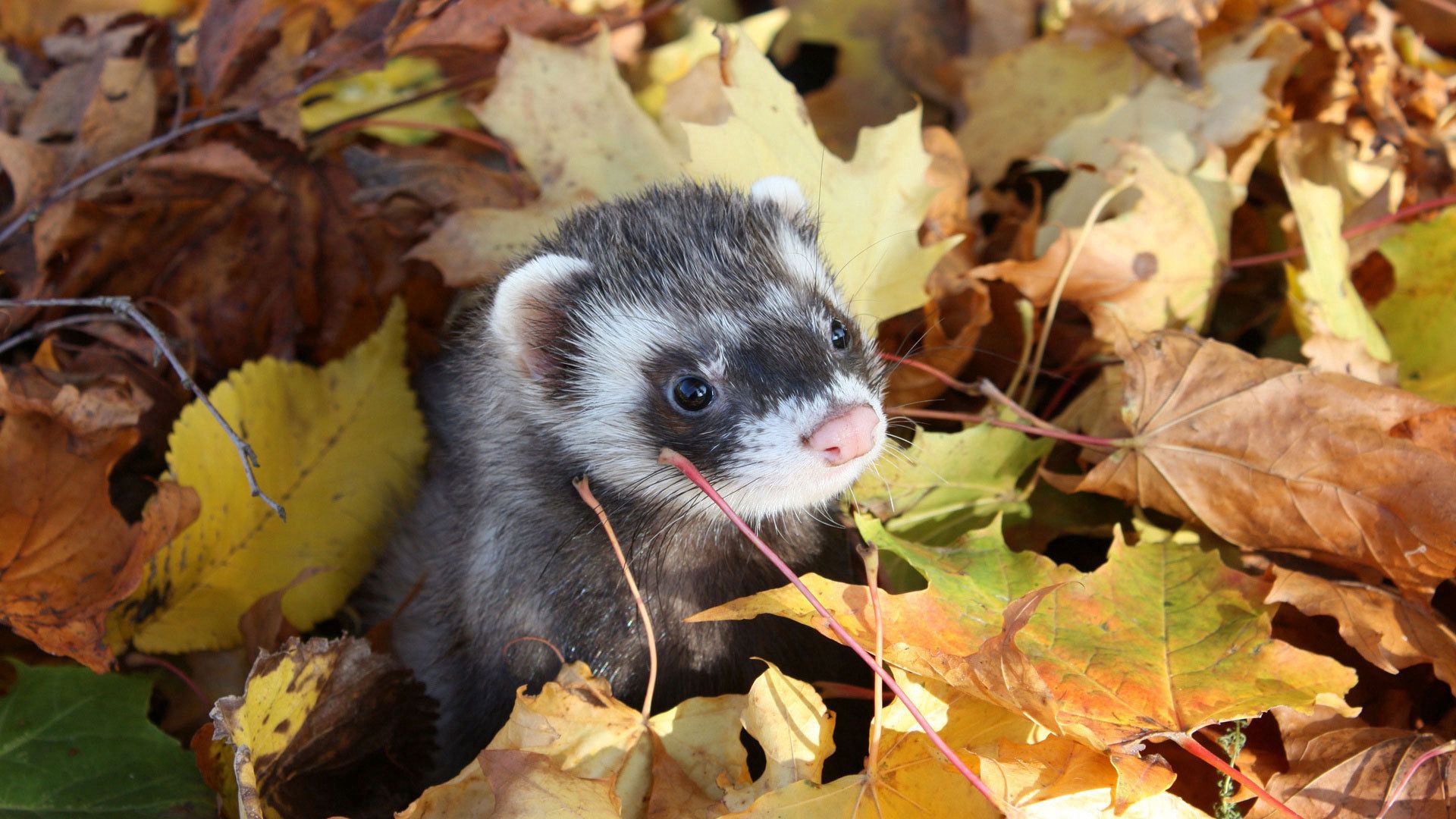 Autumn Pets Desktop Wallpapers