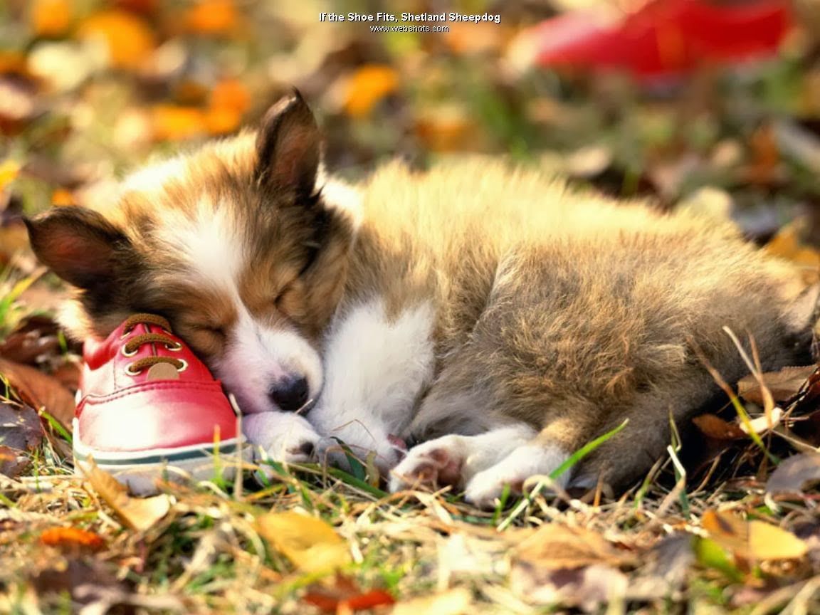 Autumn Pets Desktop Wallpapers