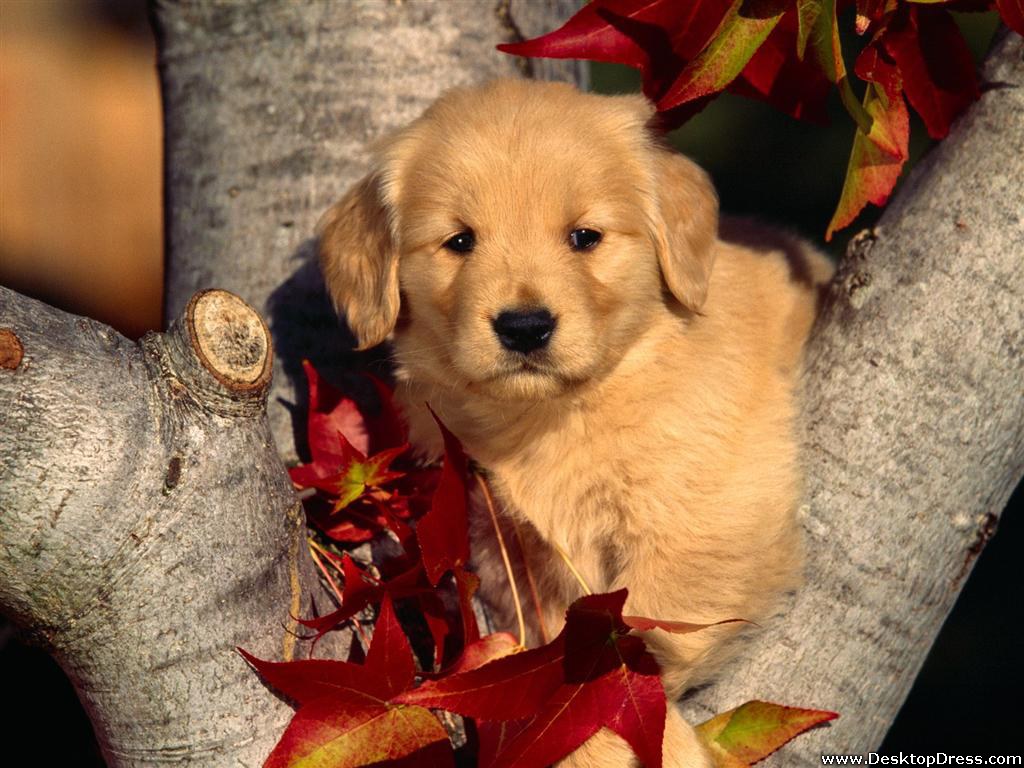 Autumn Pets Desktop Wallpapers