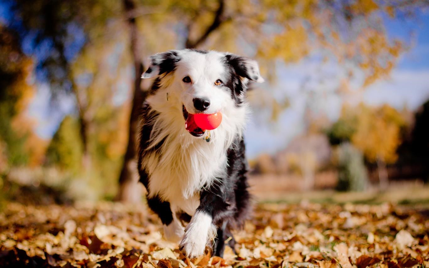 Autumn Pets Desktop Wallpapers