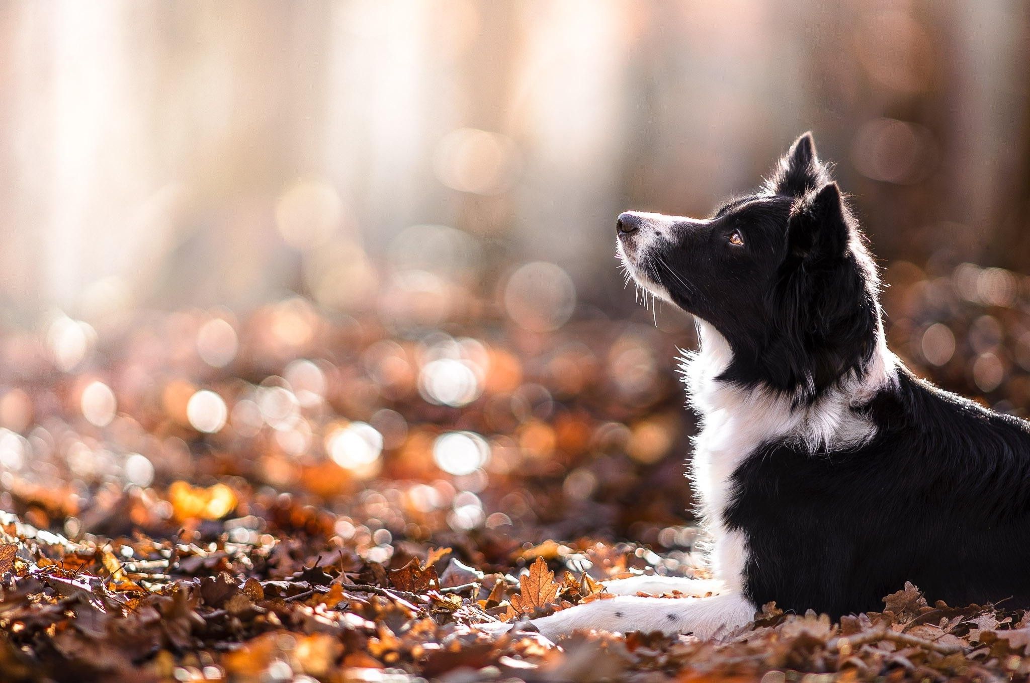 Autumn Pets Desktop Wallpapers