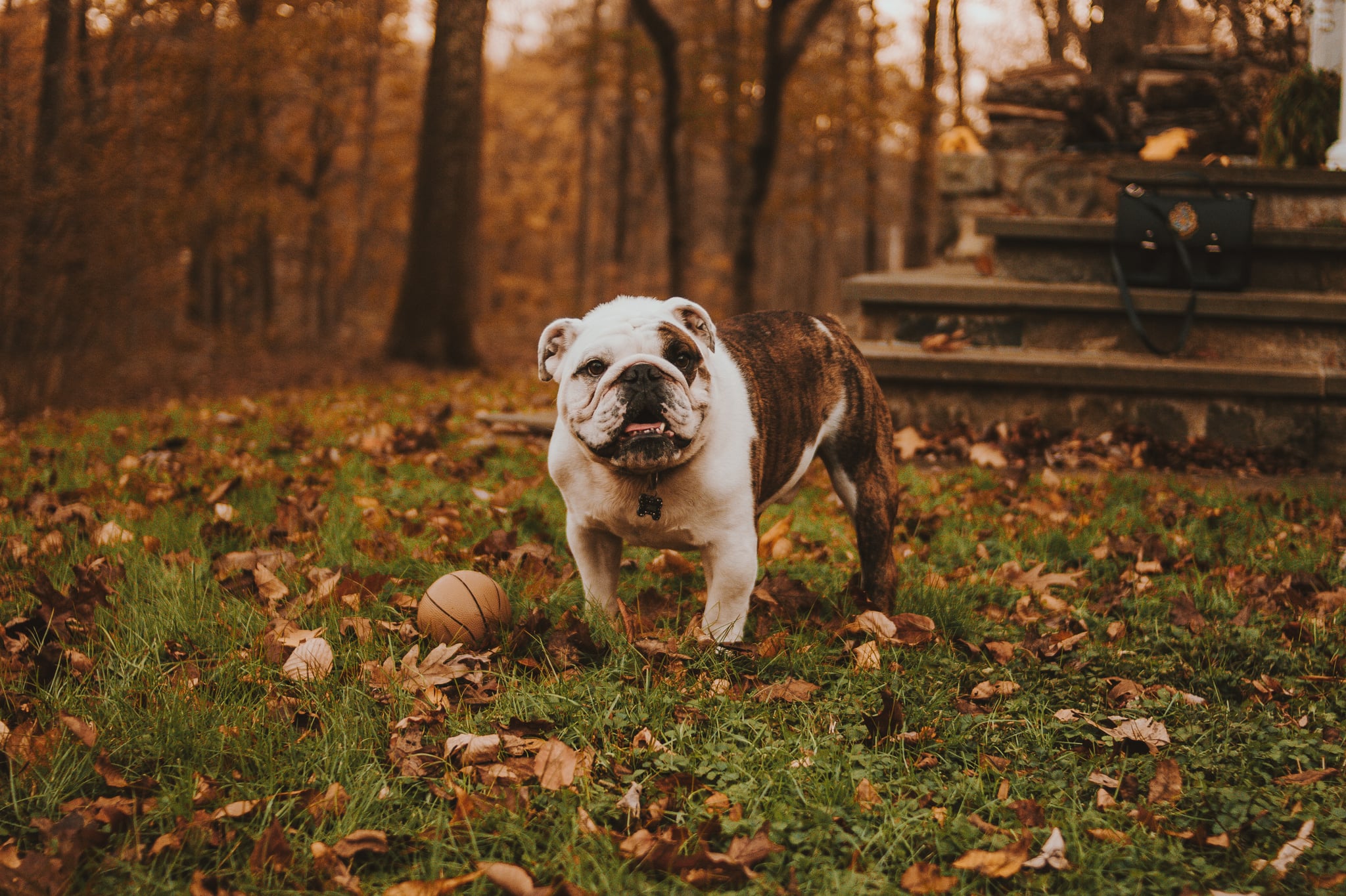 Autumn Pets Desktop Wallpapers