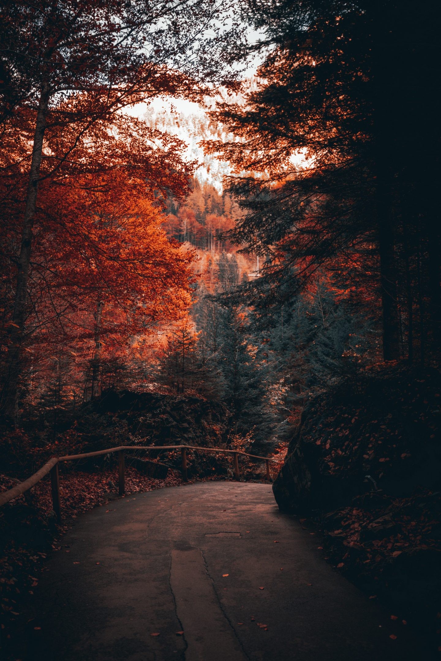 Autumn Phone Wallpapers