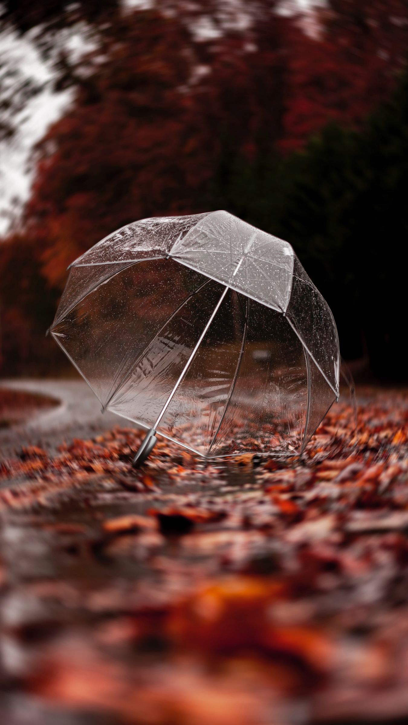 Autumn Rain Wallpapers