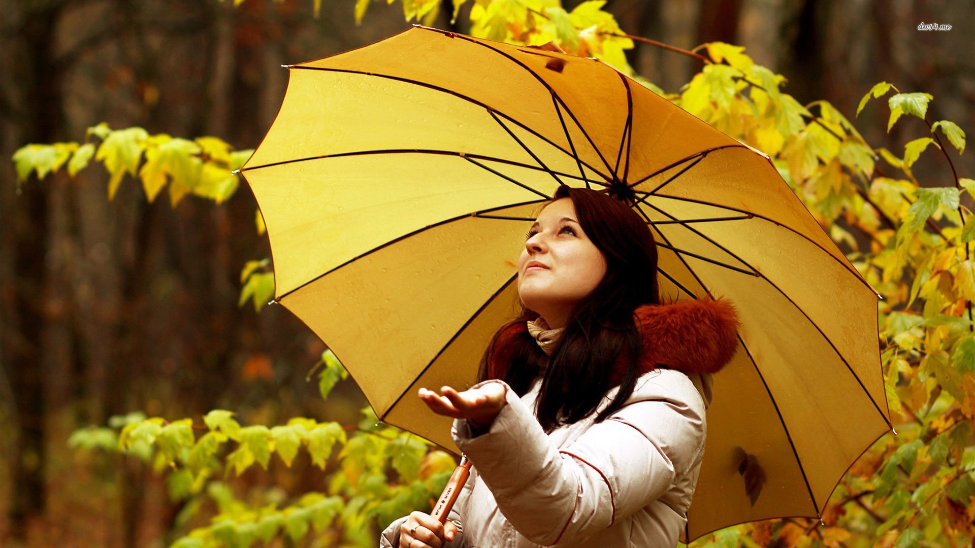 Autumn Rain Wallpapers