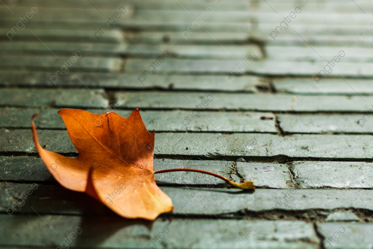 Autumn Rain Wallpapers