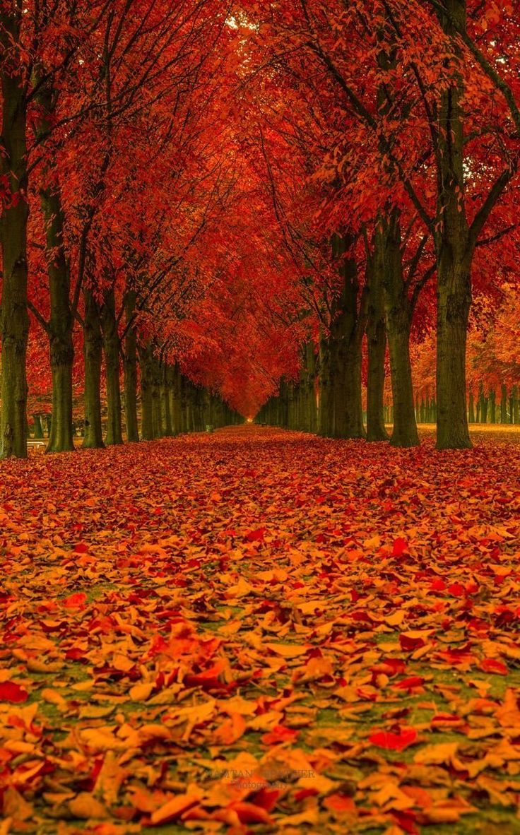 Autumn Scenes Wallpapers