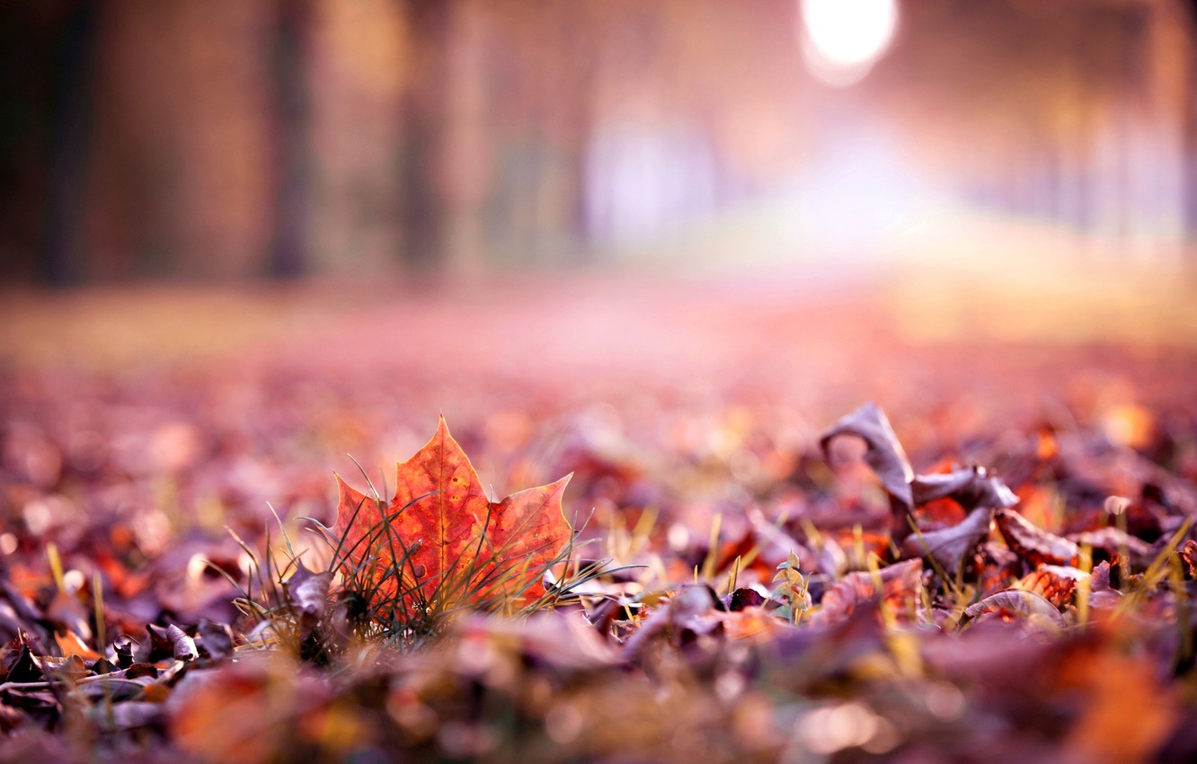 Autumn Screen Wallpapers