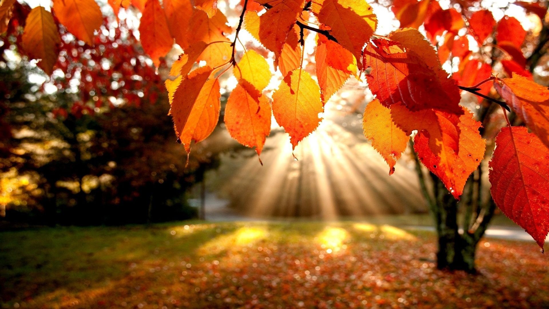 Autumn Season Hd Wallpapers