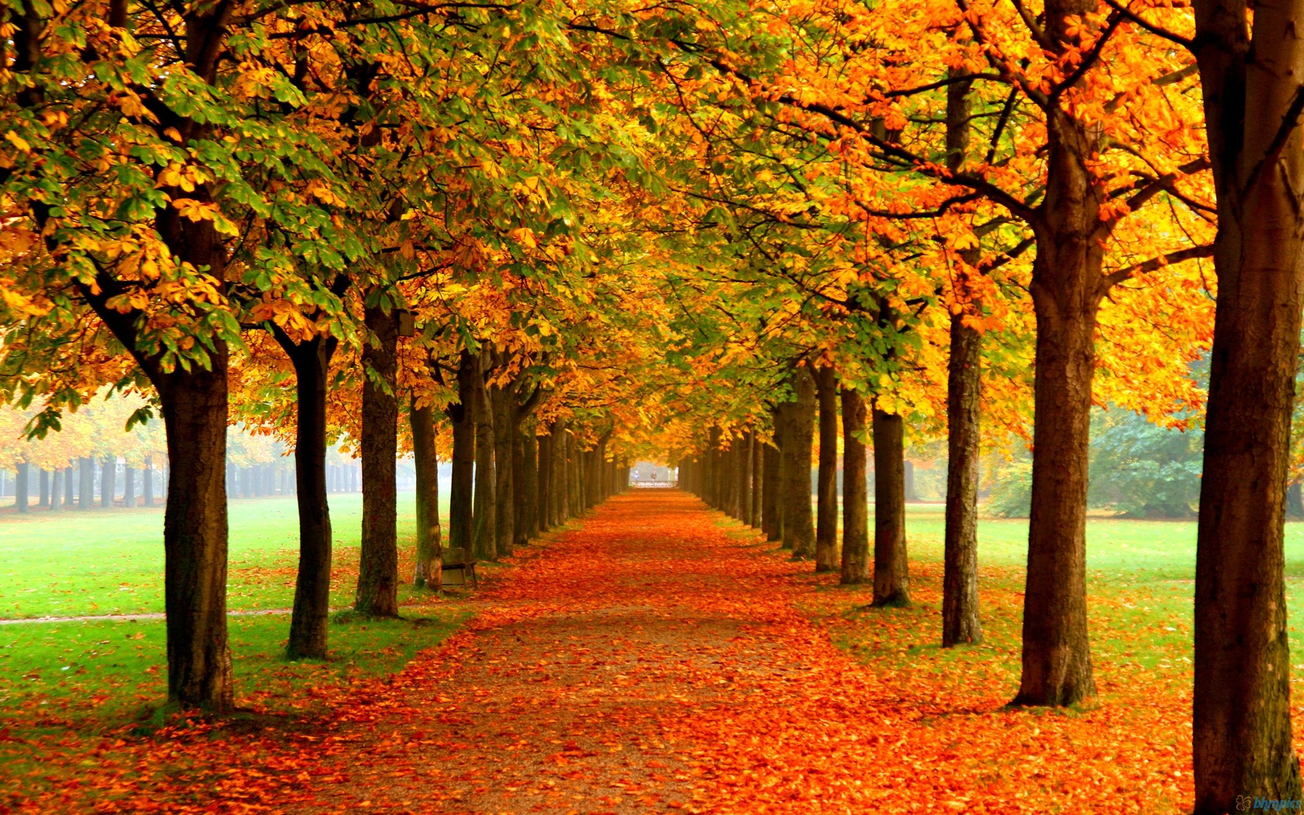 Autumn Season Hd Wallpapers