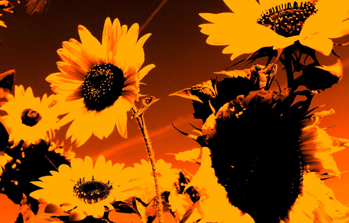 Autumn Sunflower Wallpapers