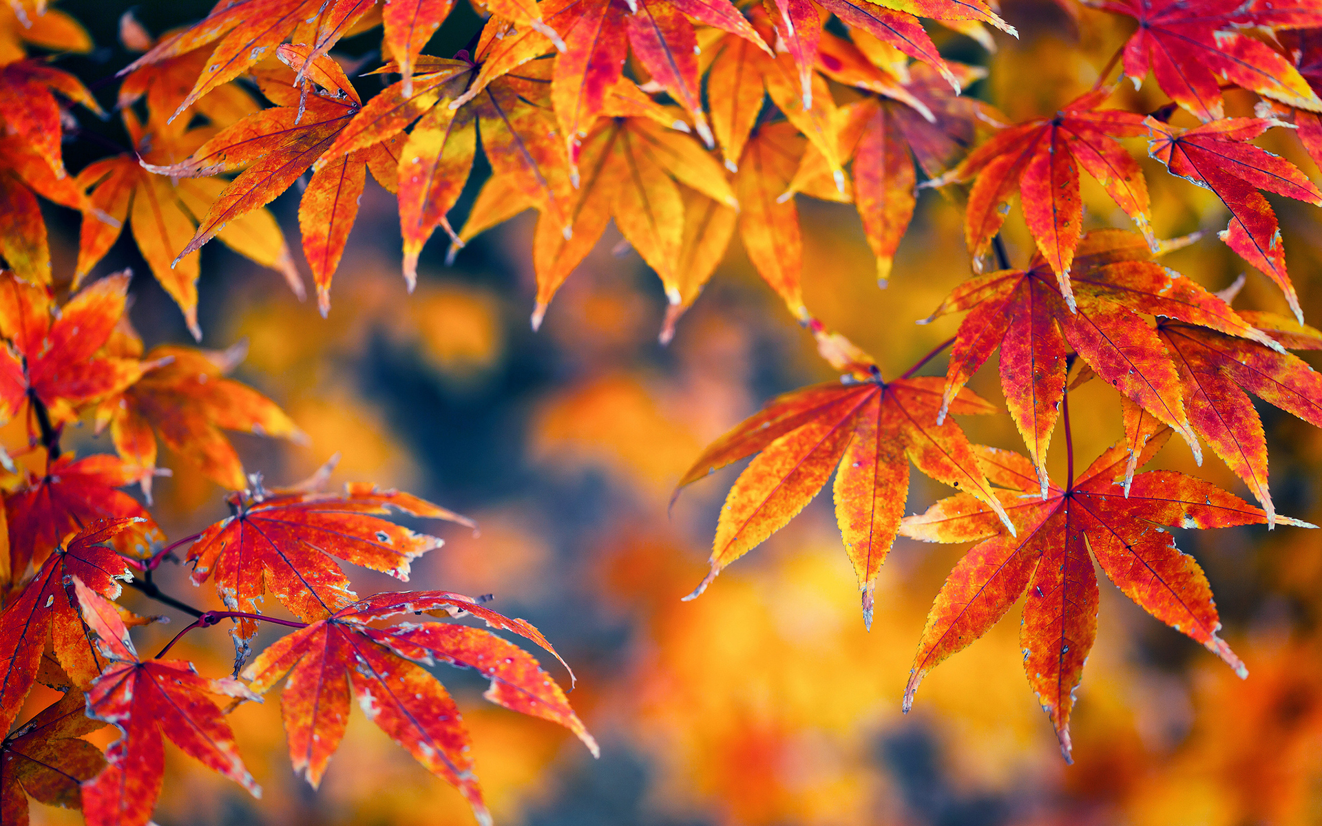 Autumn Themed Wallpapers