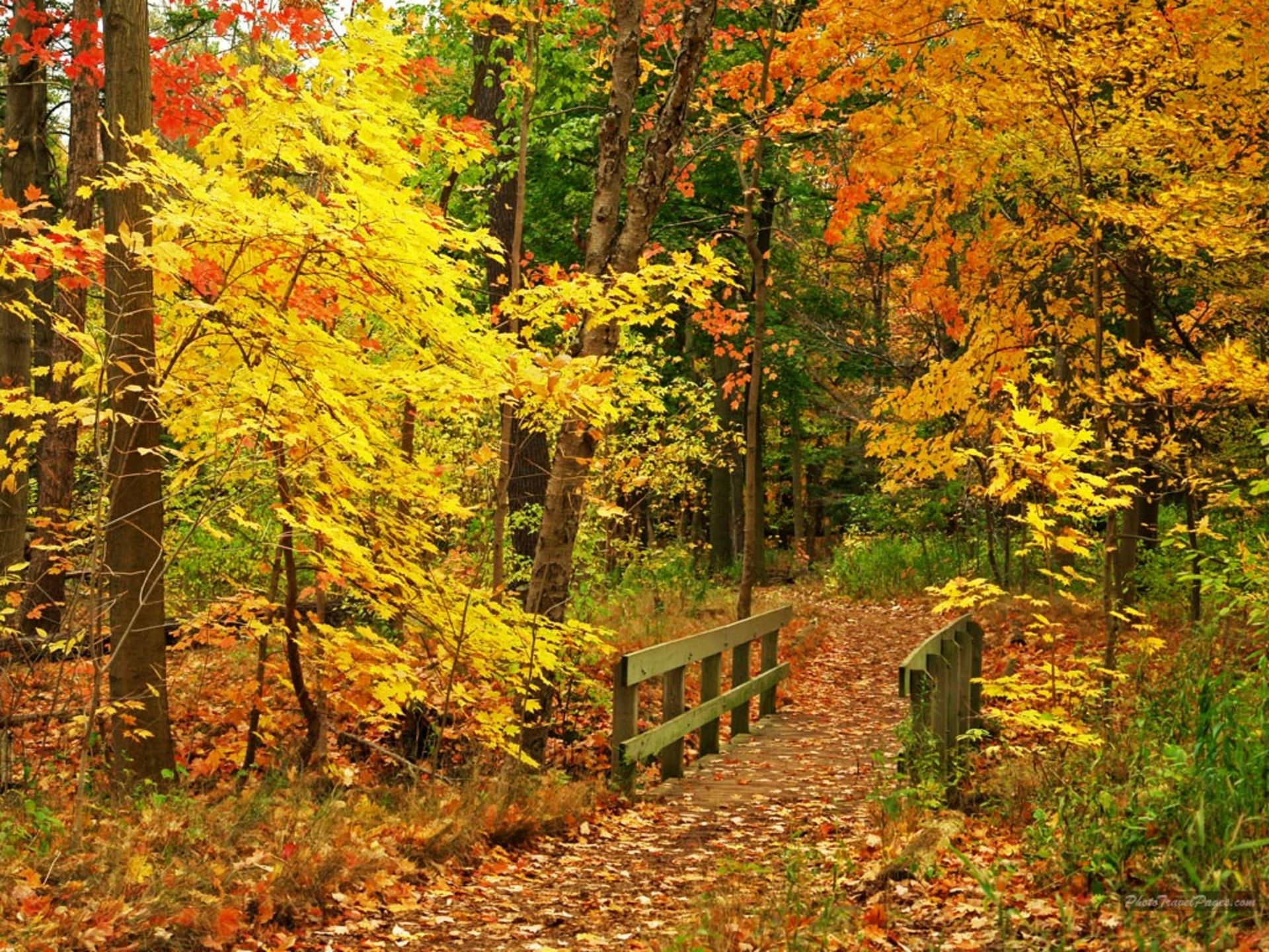 Autumn Trail Wallpapers