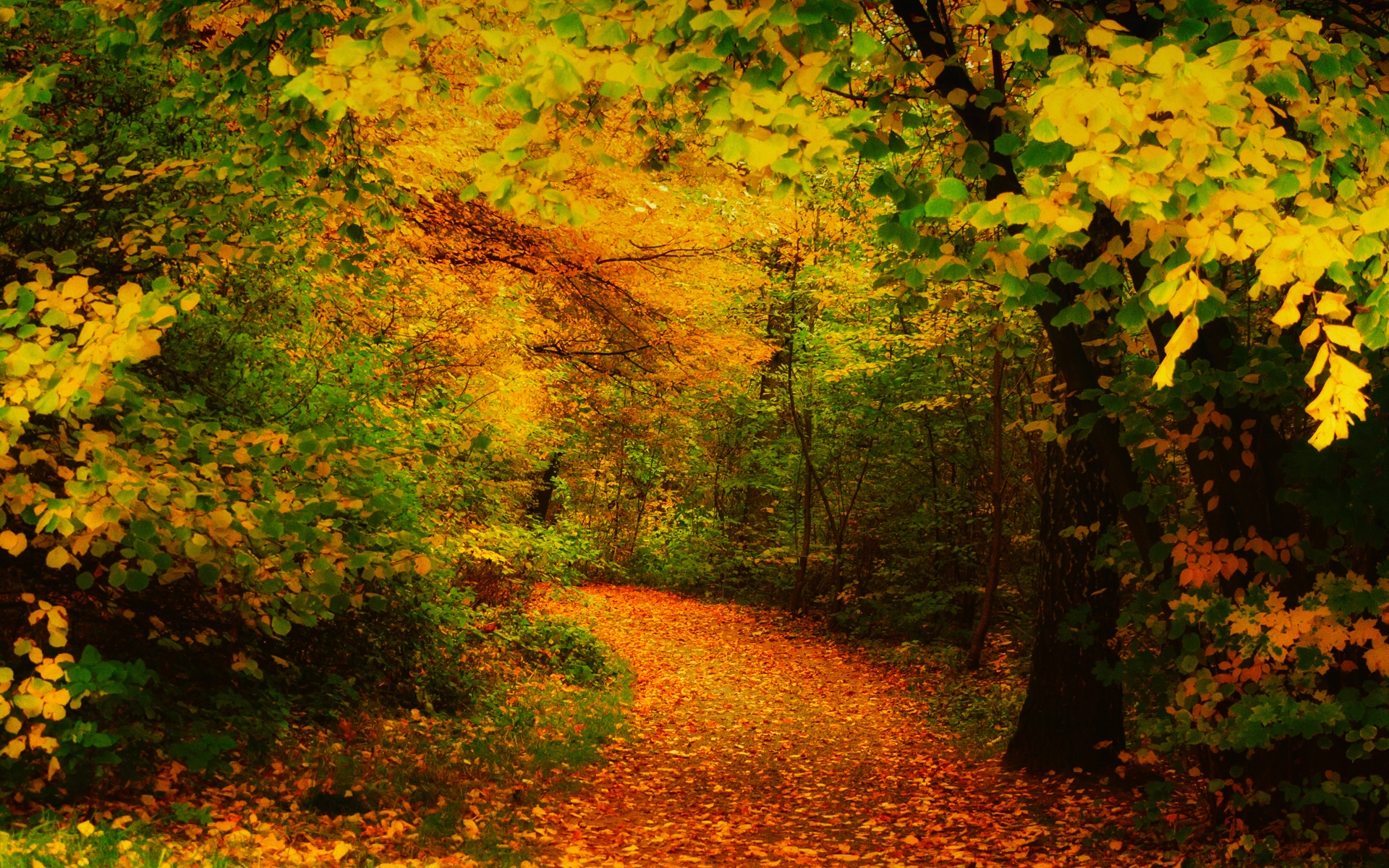 Autumn Trail Wallpapers