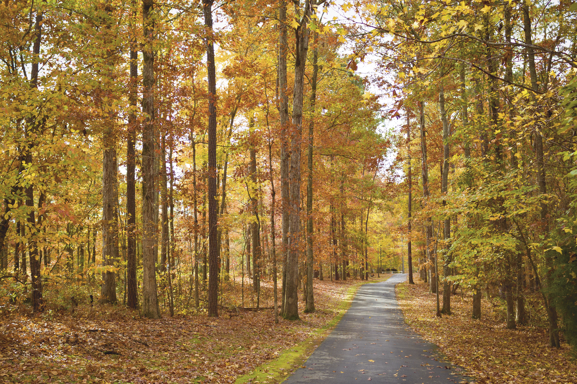 Autumn Trail Wallpapers