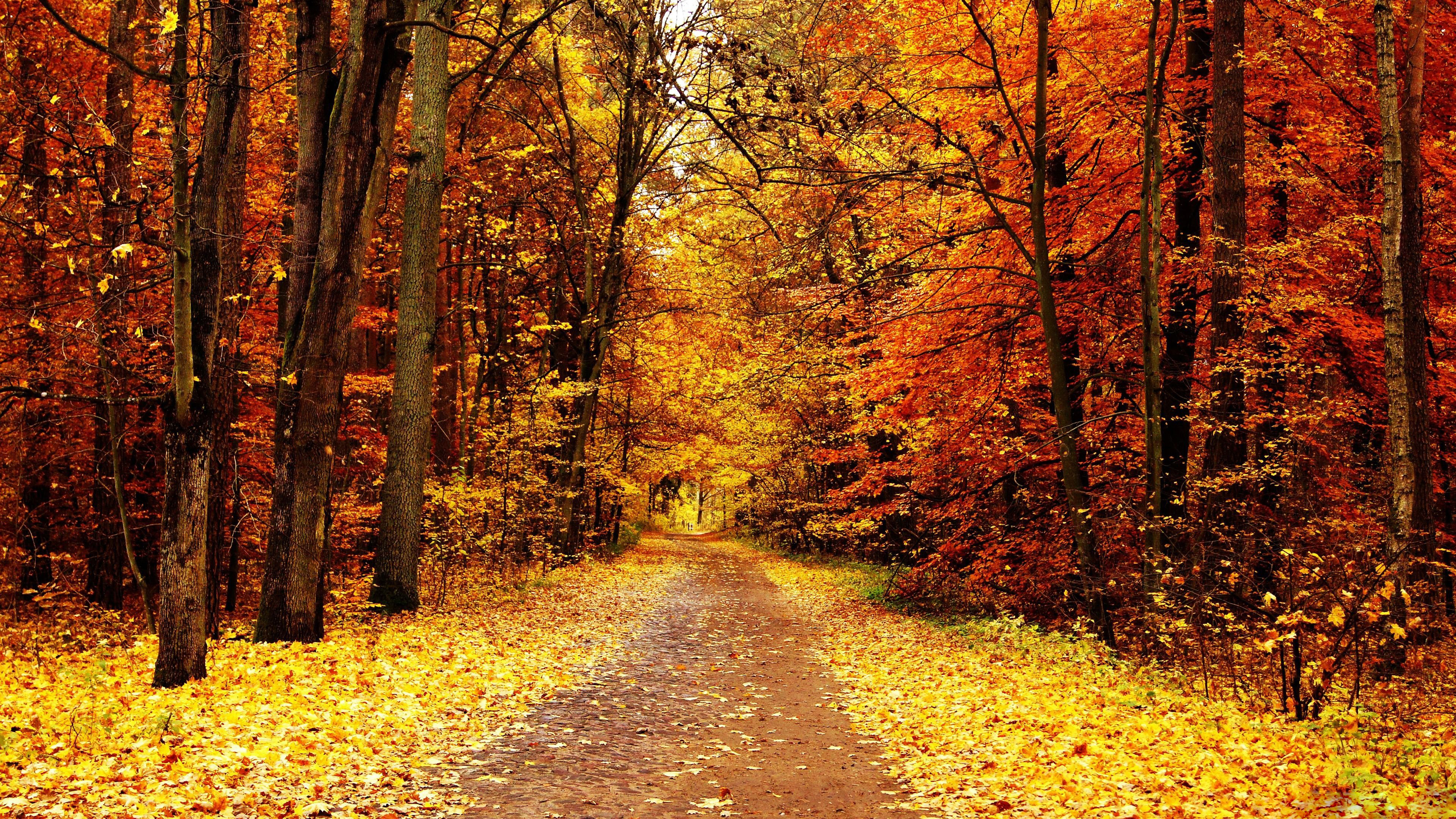 Autumn Trail Wallpapers